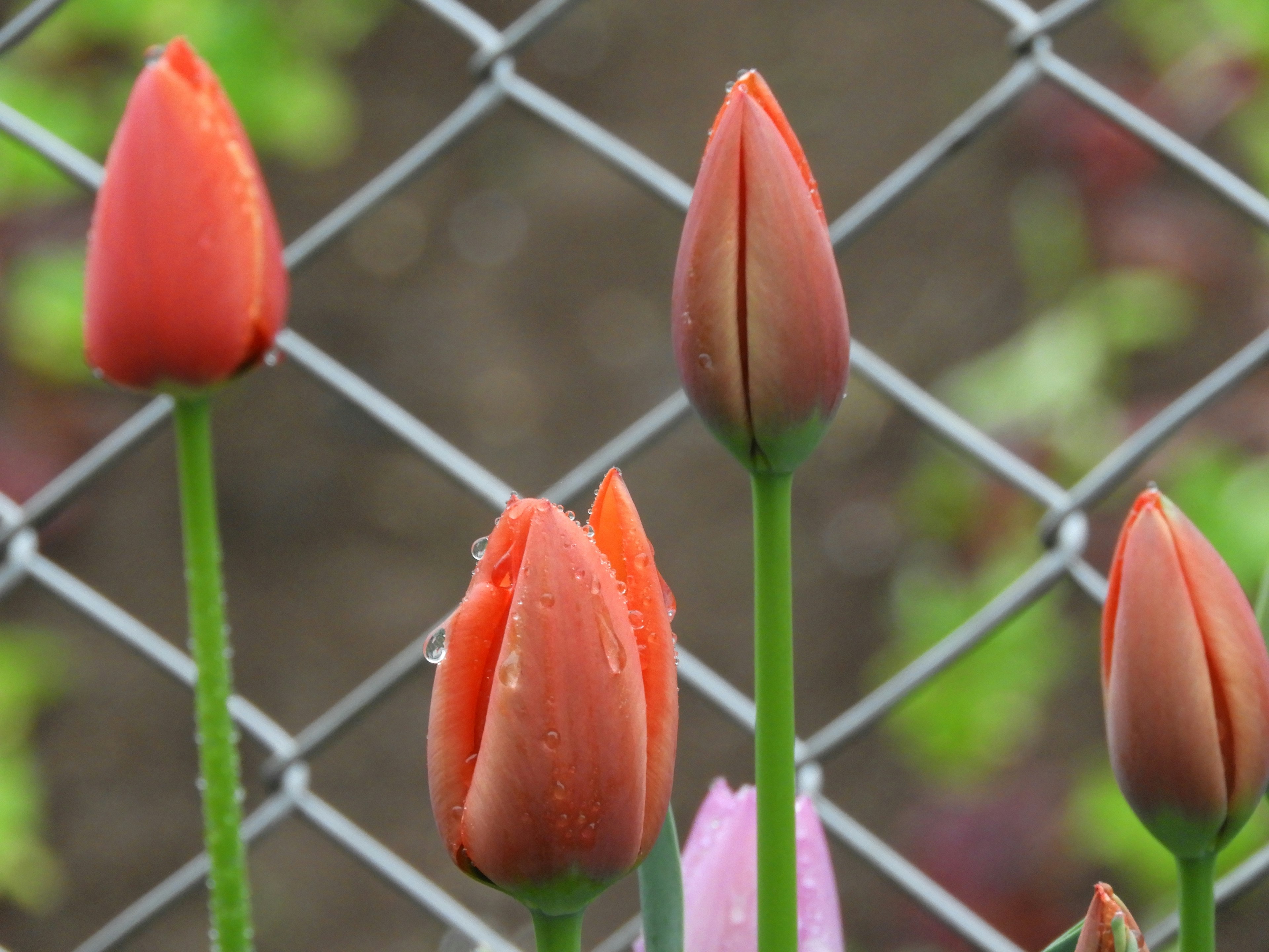 Tulipani rossi che fioriscono davanti a una recinzione