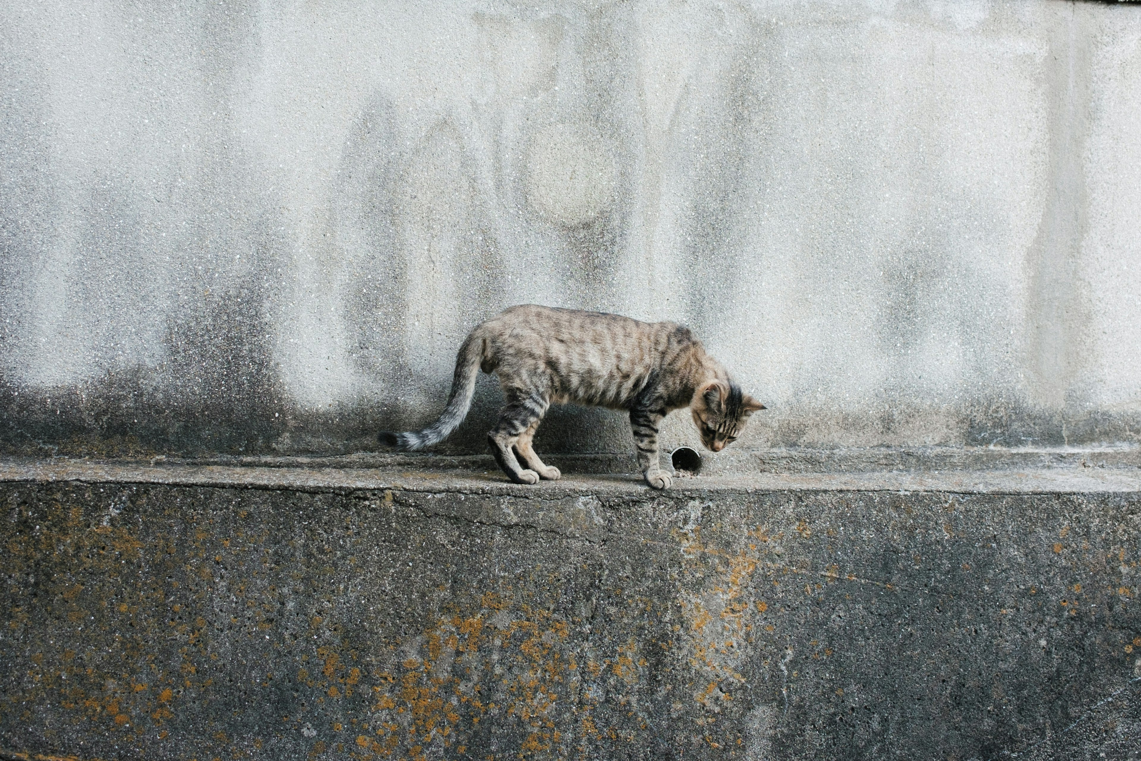 Kucing abu-abu berjalan di sepanjang dinding beton