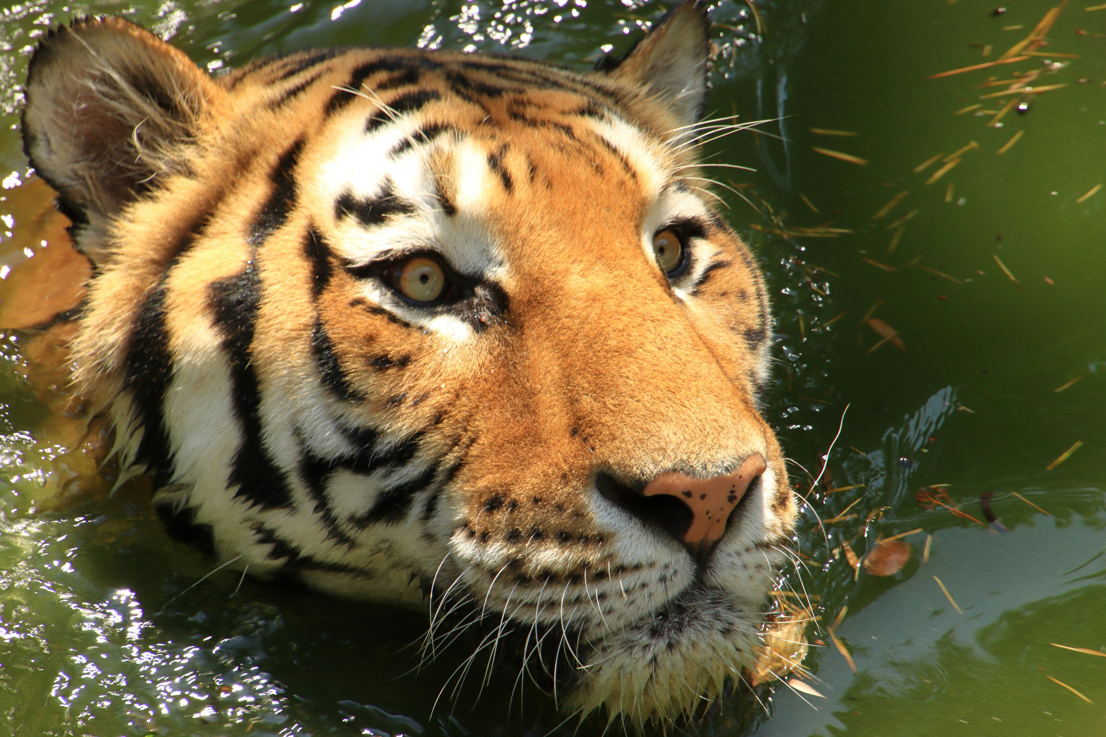 Primo piano di una tigre che emerge dall'acqua