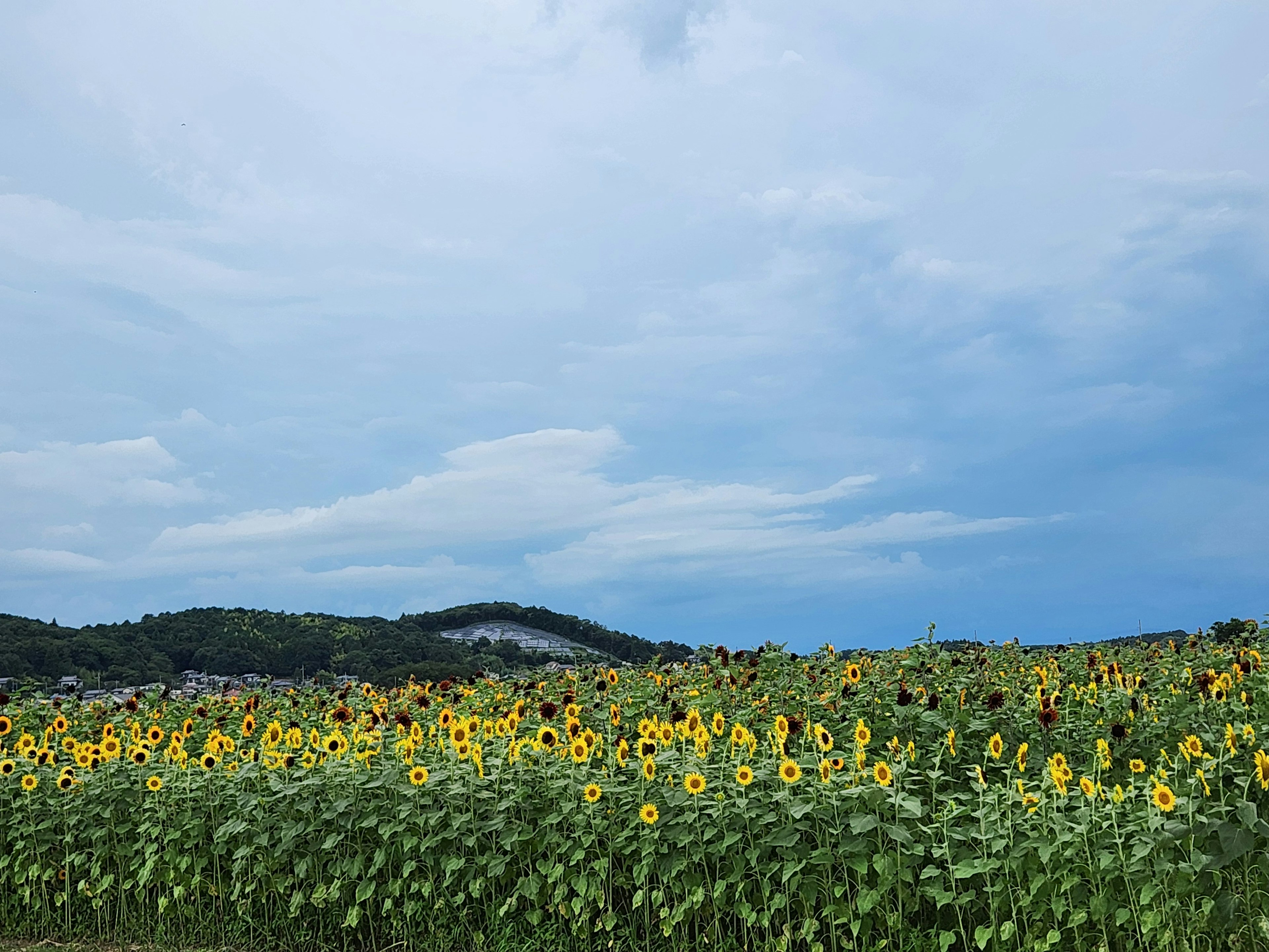 Landscape of sunflower field under blue sky