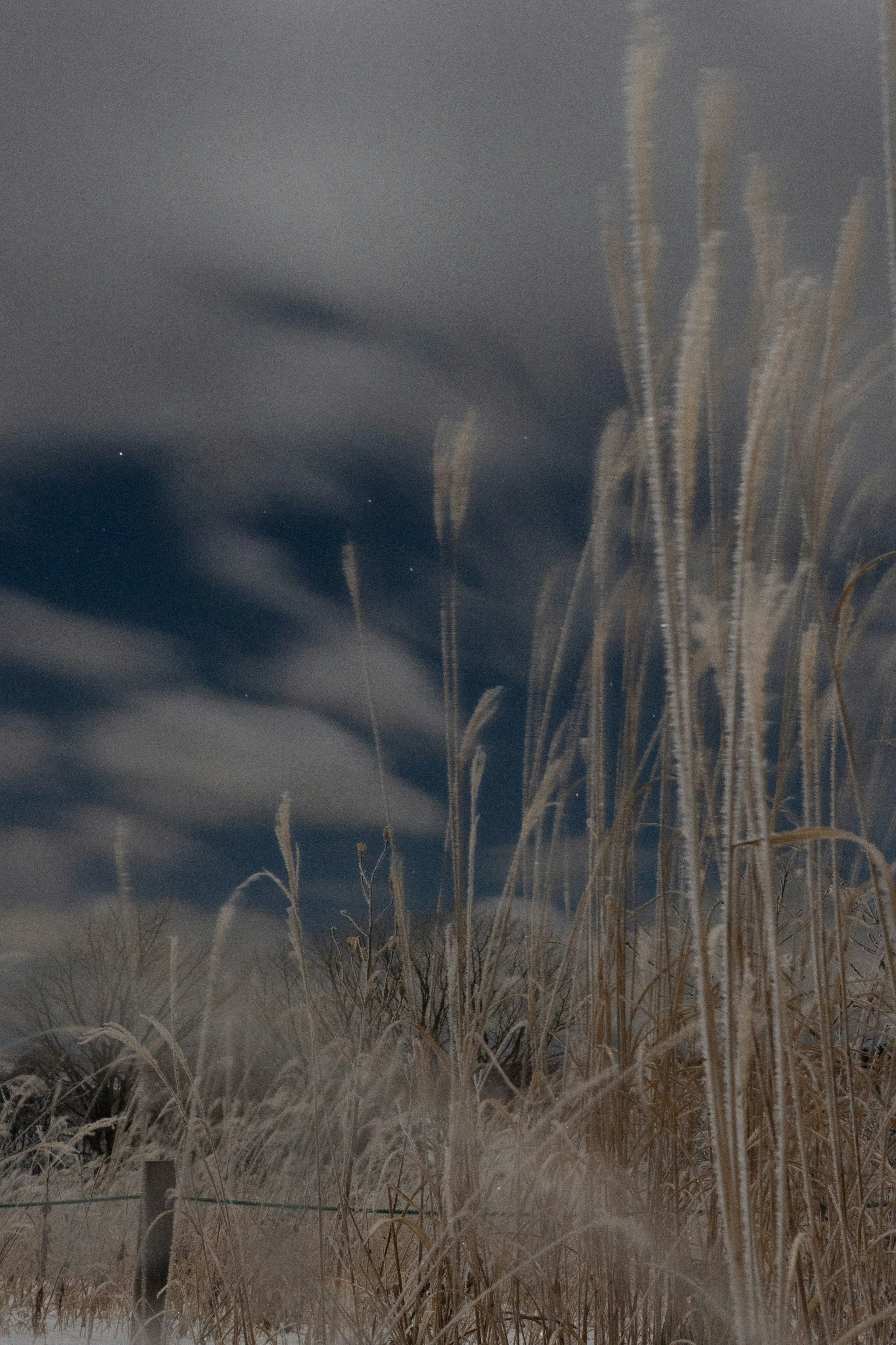 Mit Frost bedecktes Gras, das im Wind in einer Winterlandschaft weht