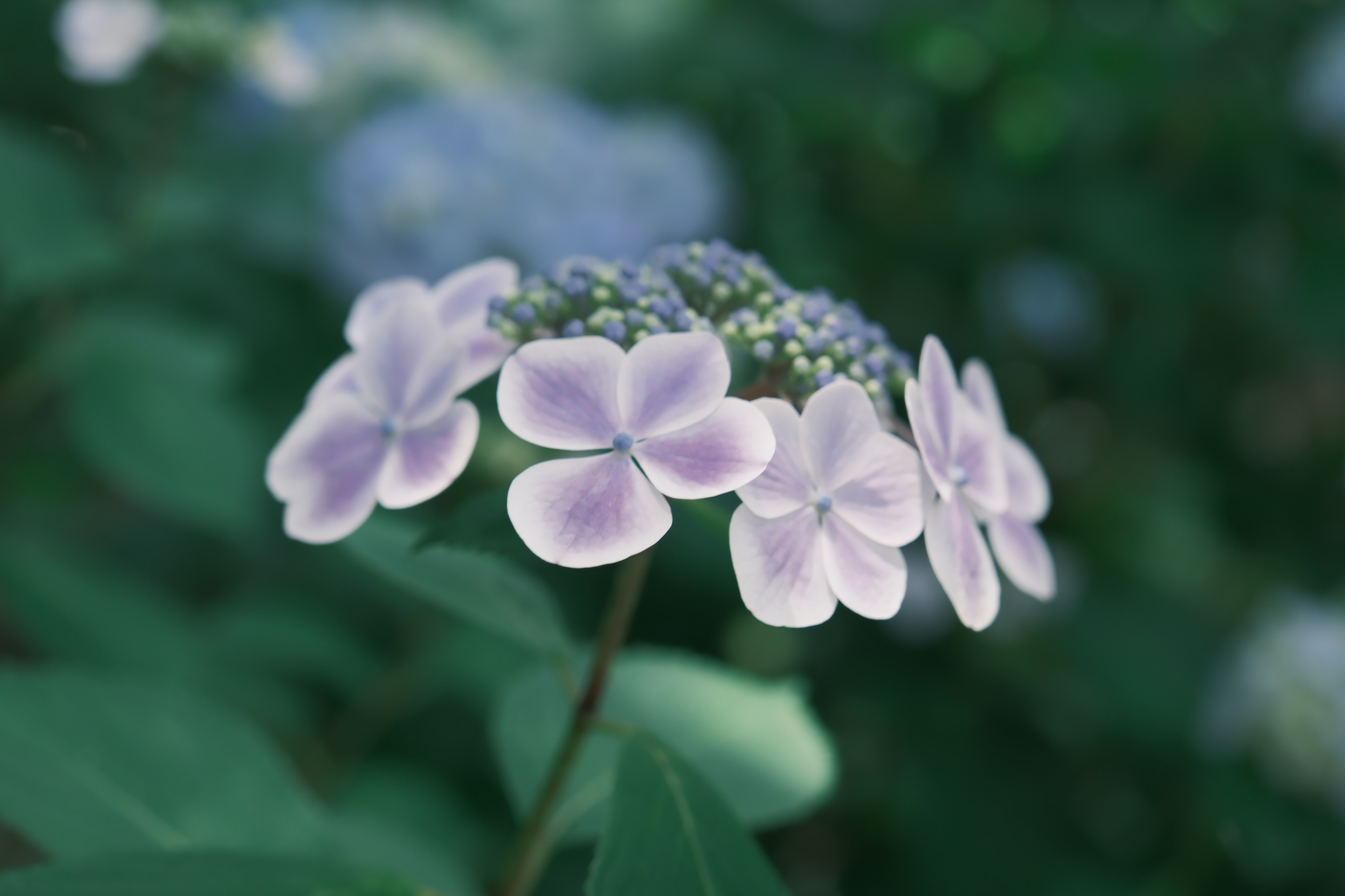 Hortensia indah dengan bunga ungu dan daun hijau