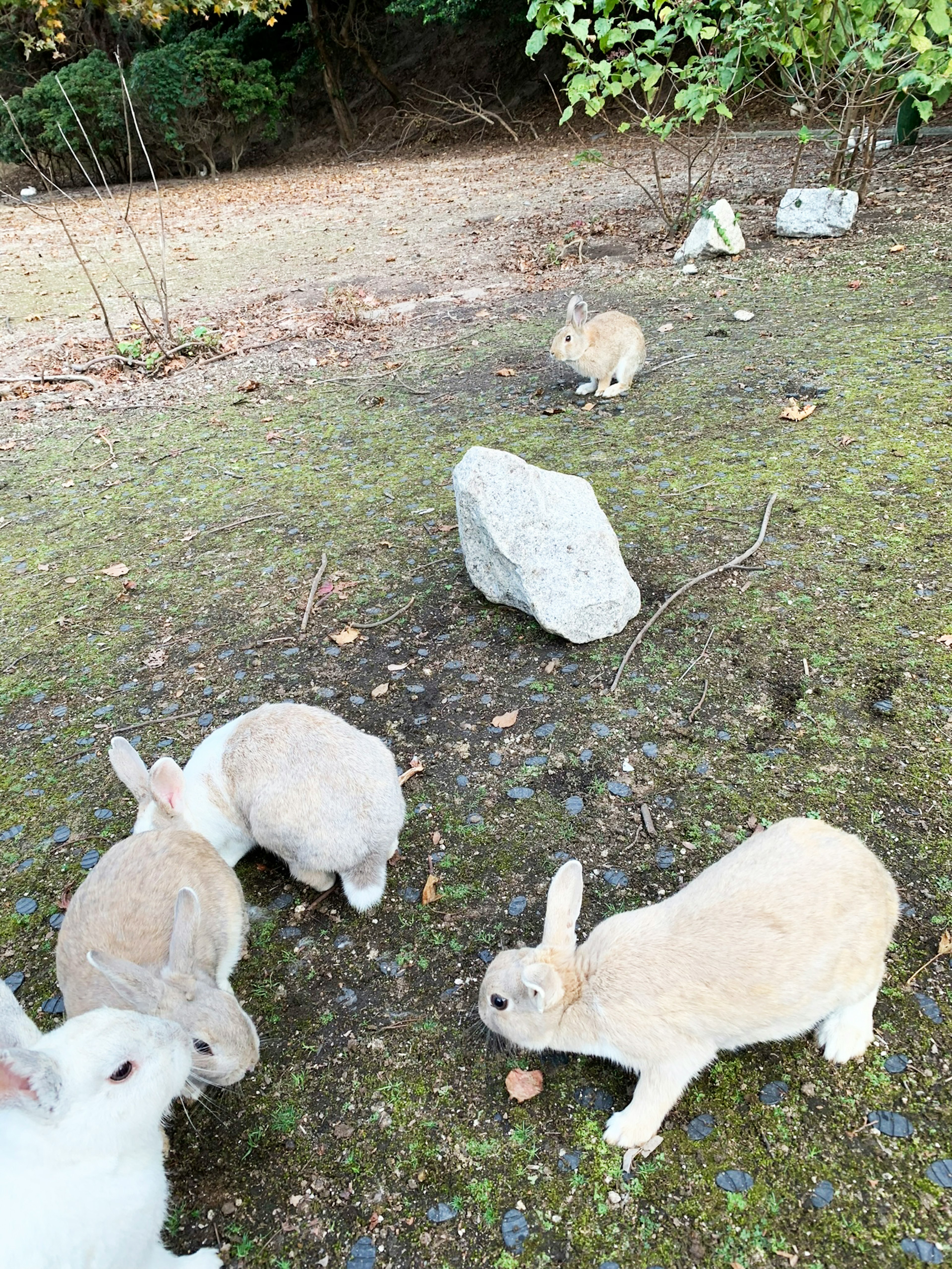 野外で遊ぶ白と茶色のウサギたちと石