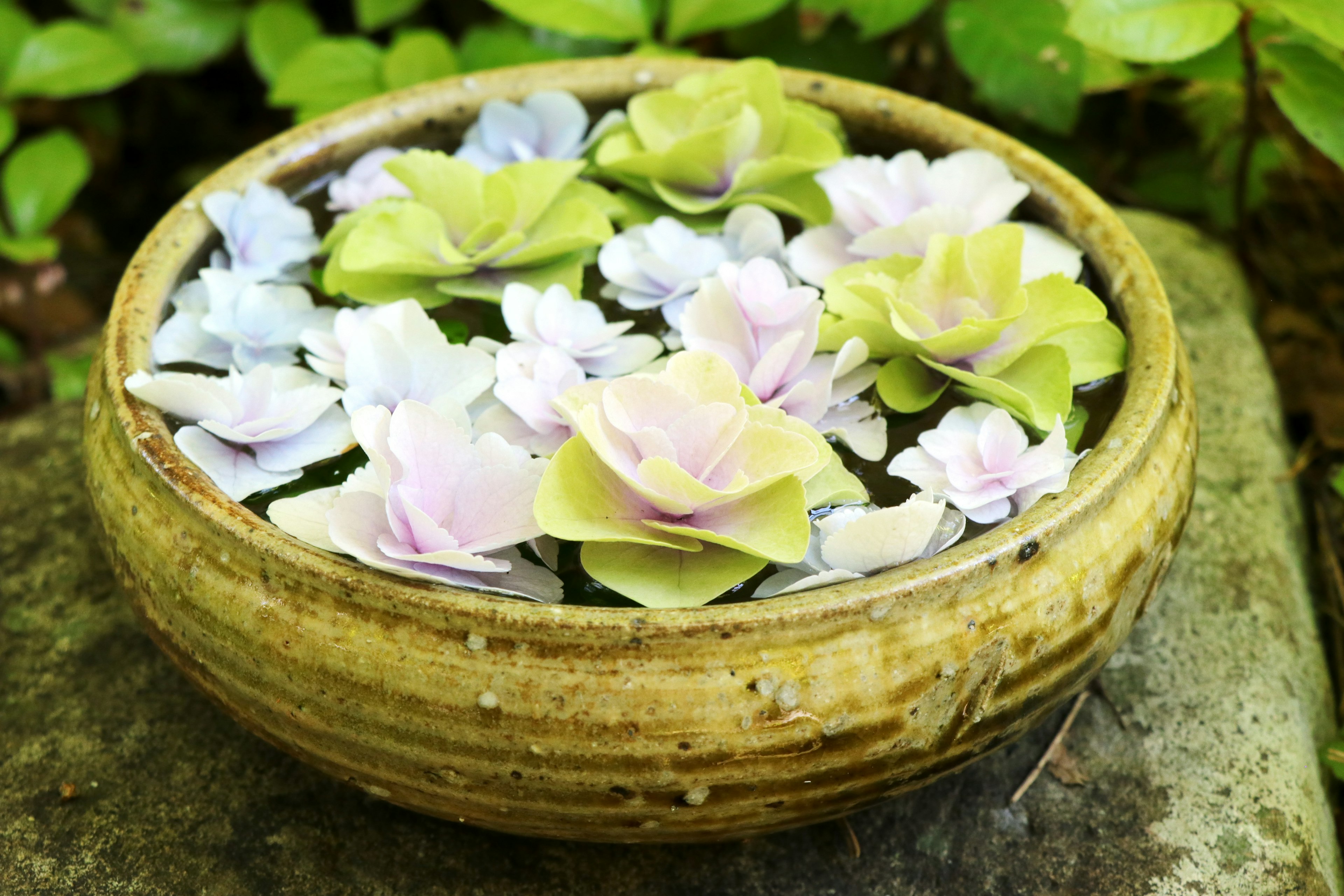 Bunte Blumen, die in Wasser in einer Keramikschüssel schwimmen