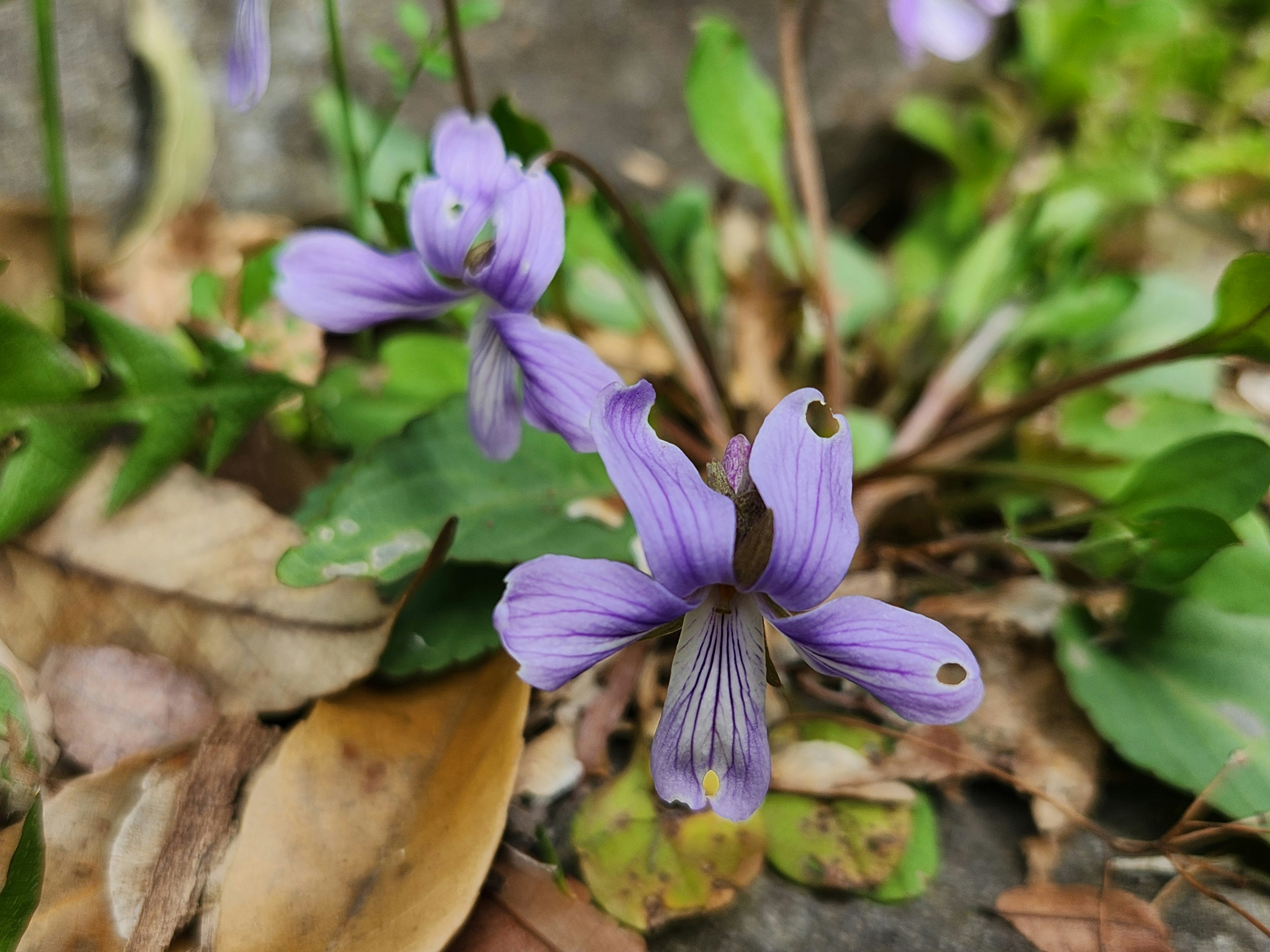 Flores moradas floreciendo entre hojas verdes y hojas caídas