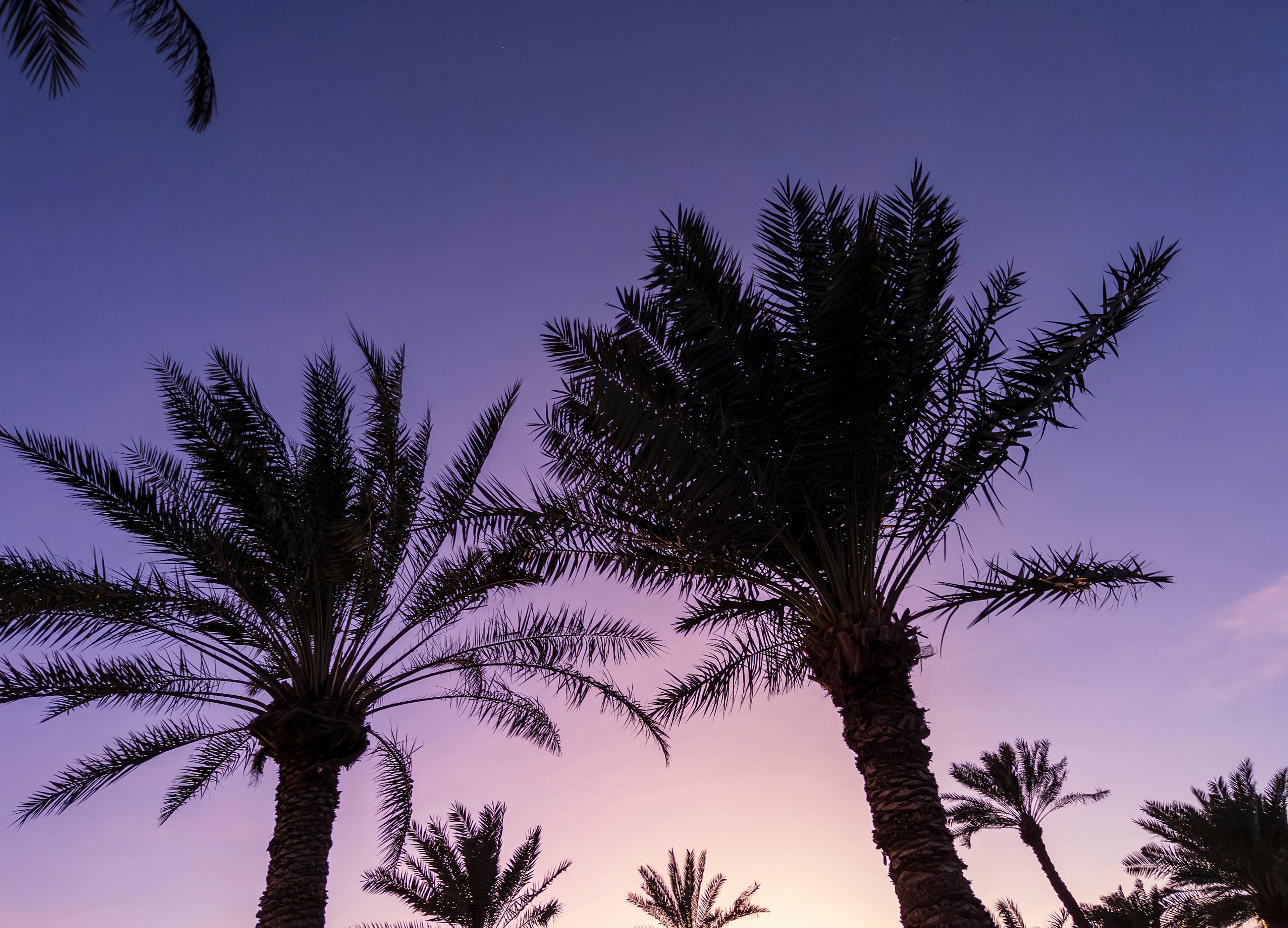 Silueta de palmeras contra un cielo de atardecer