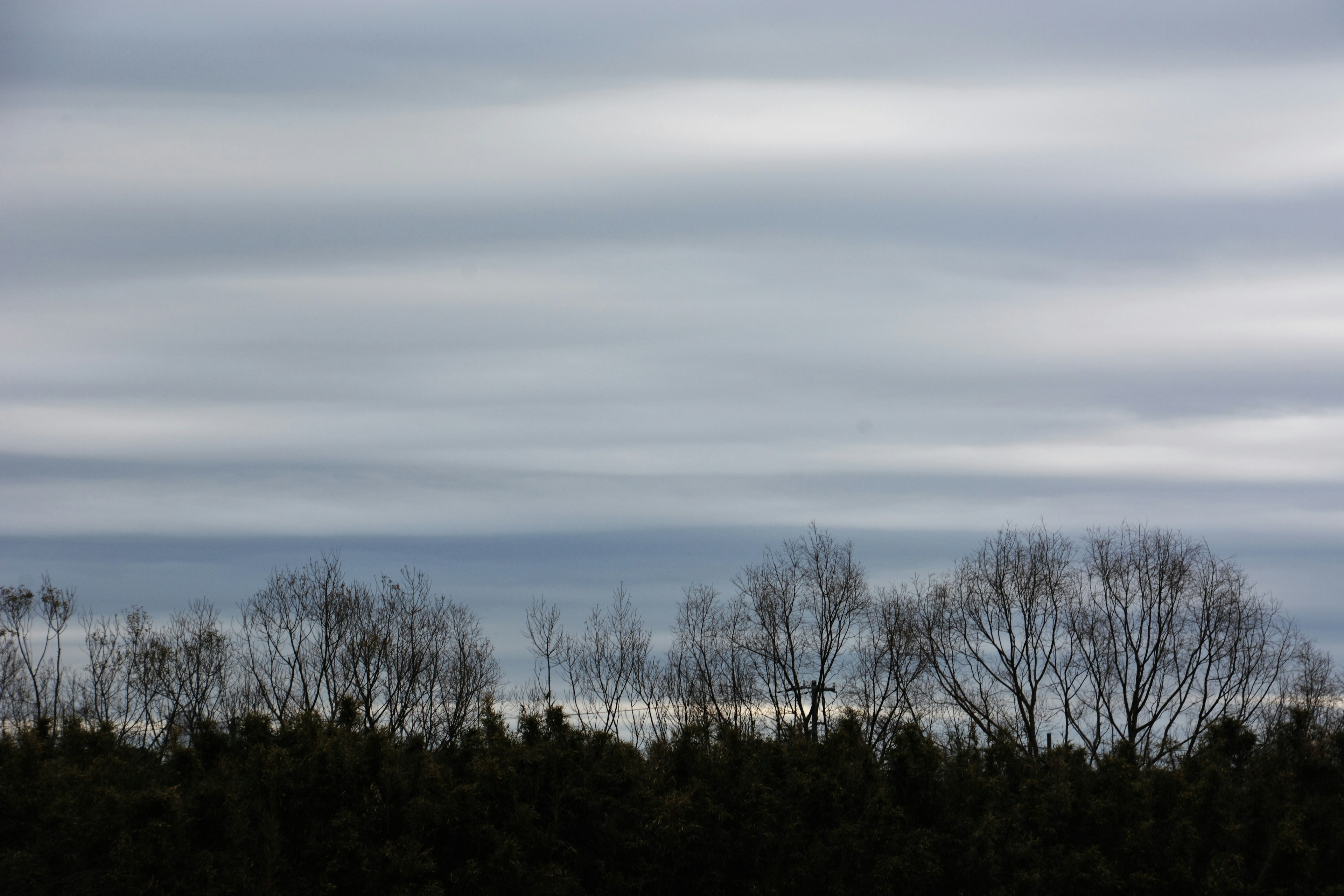 Ciel nuageux avec des arbres en silhouette