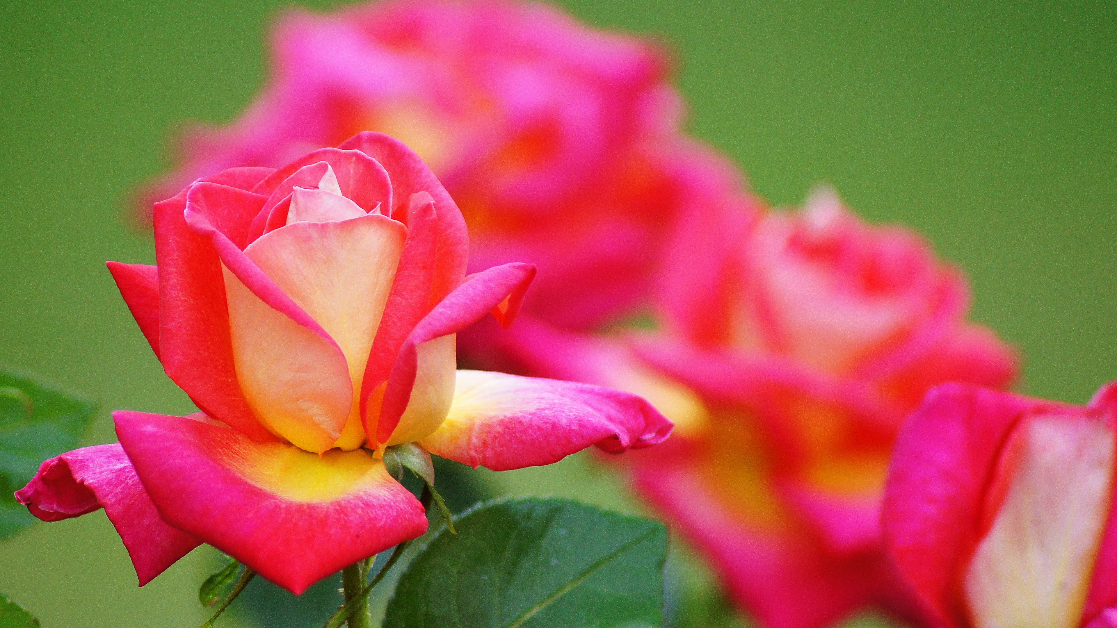 Belles roses roses et jaunes sur fond vert