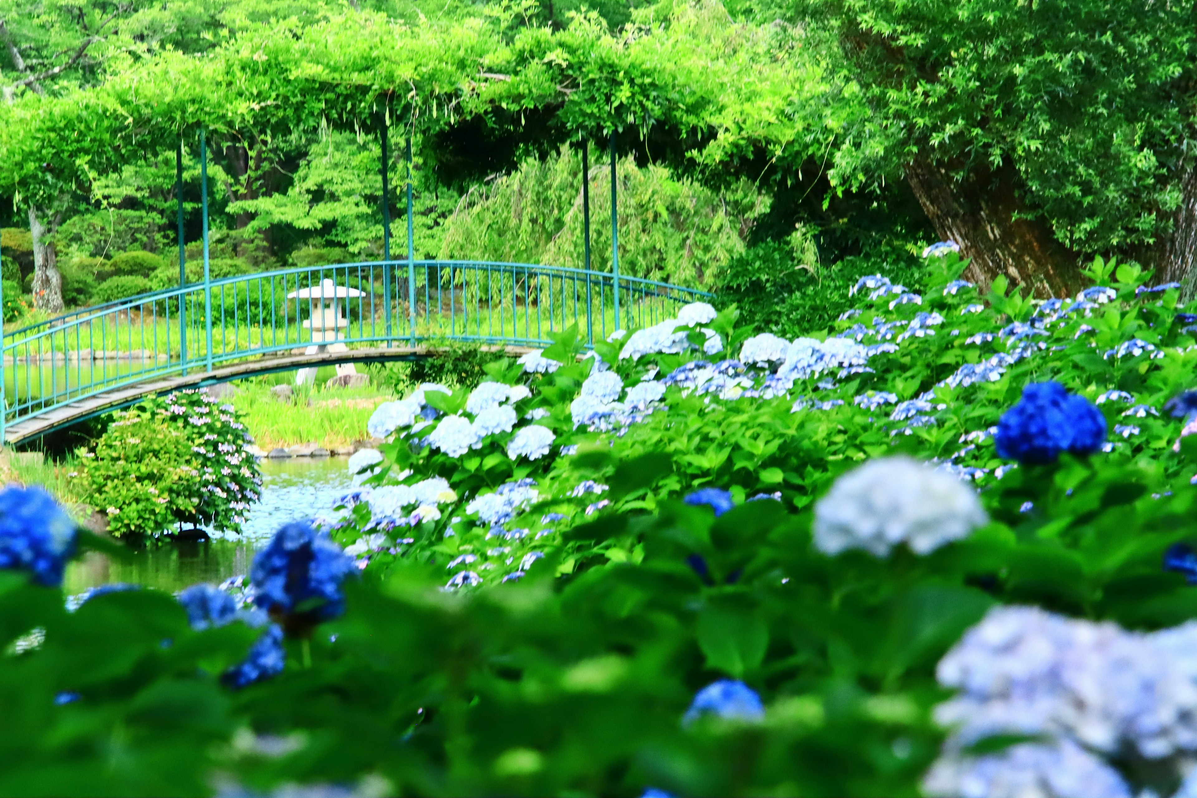 Hermosa escena de parque con hortensias azules en flor árboles verdes y un puente arqueado