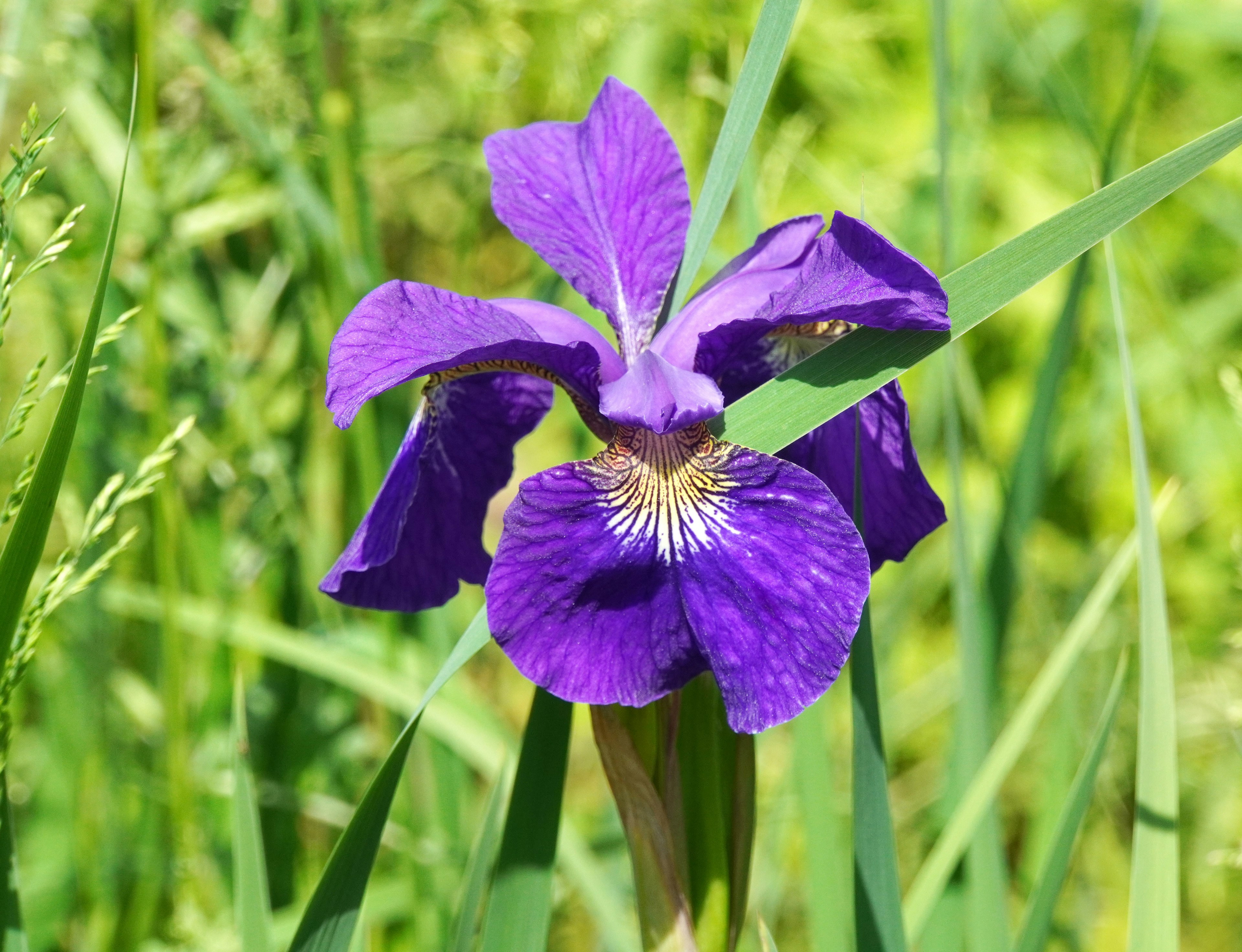 Fiore di iris viola vibrante che sboccia tra l'erba verde