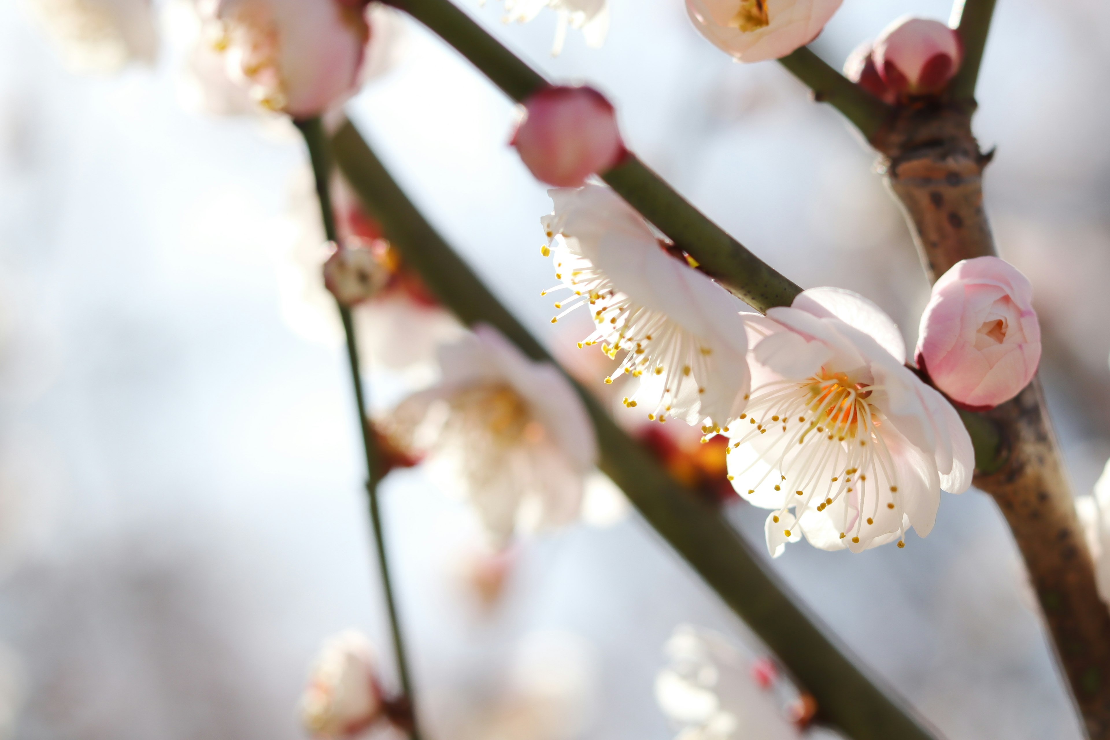 Close-up bunga plum yang mekar di cabang