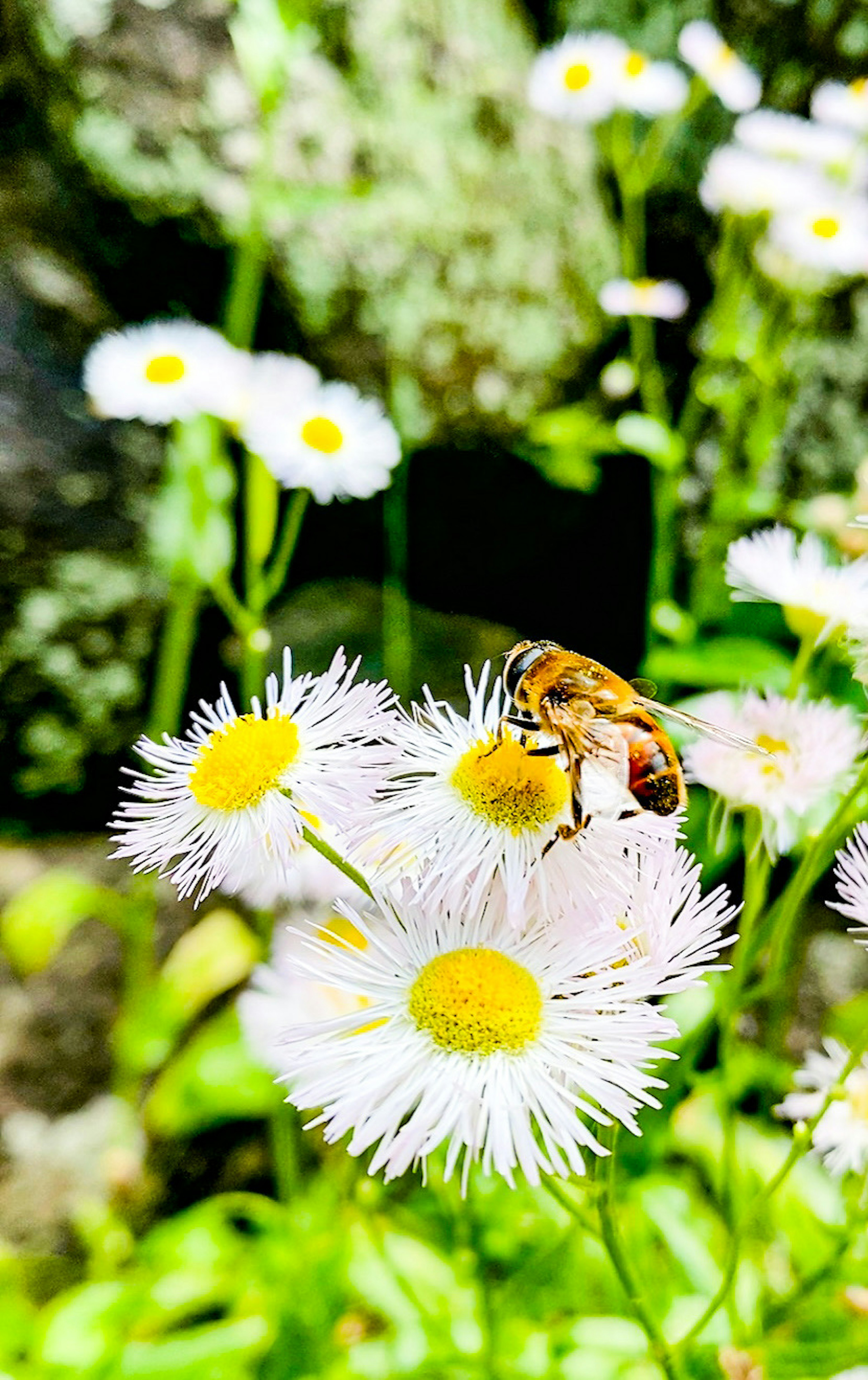 Close-up of a bee on white flowers with fluffy petals and prominent yellow centers