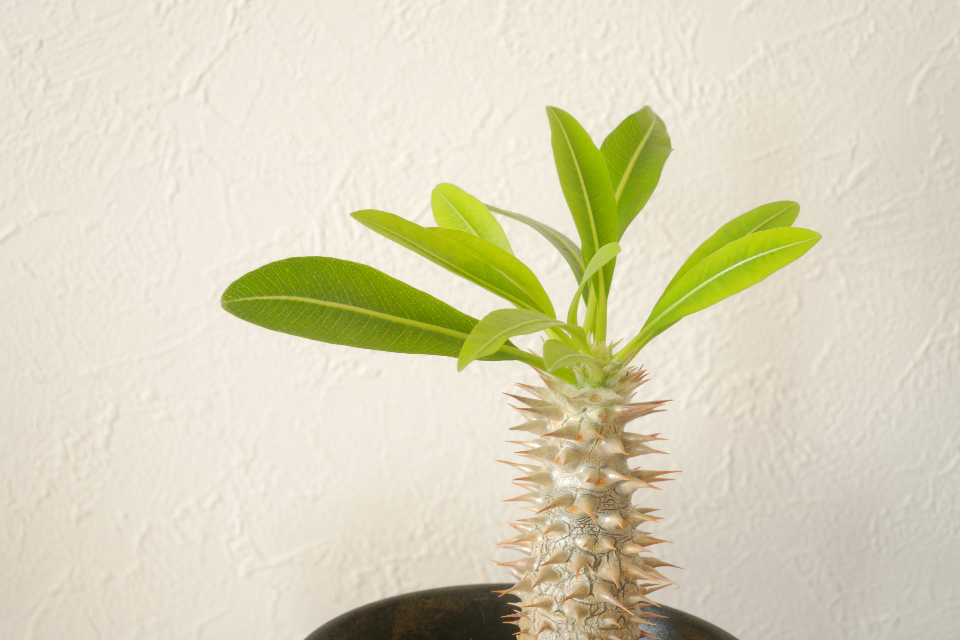 A succulent plant with green leaves growing from a textured stem in a black pot