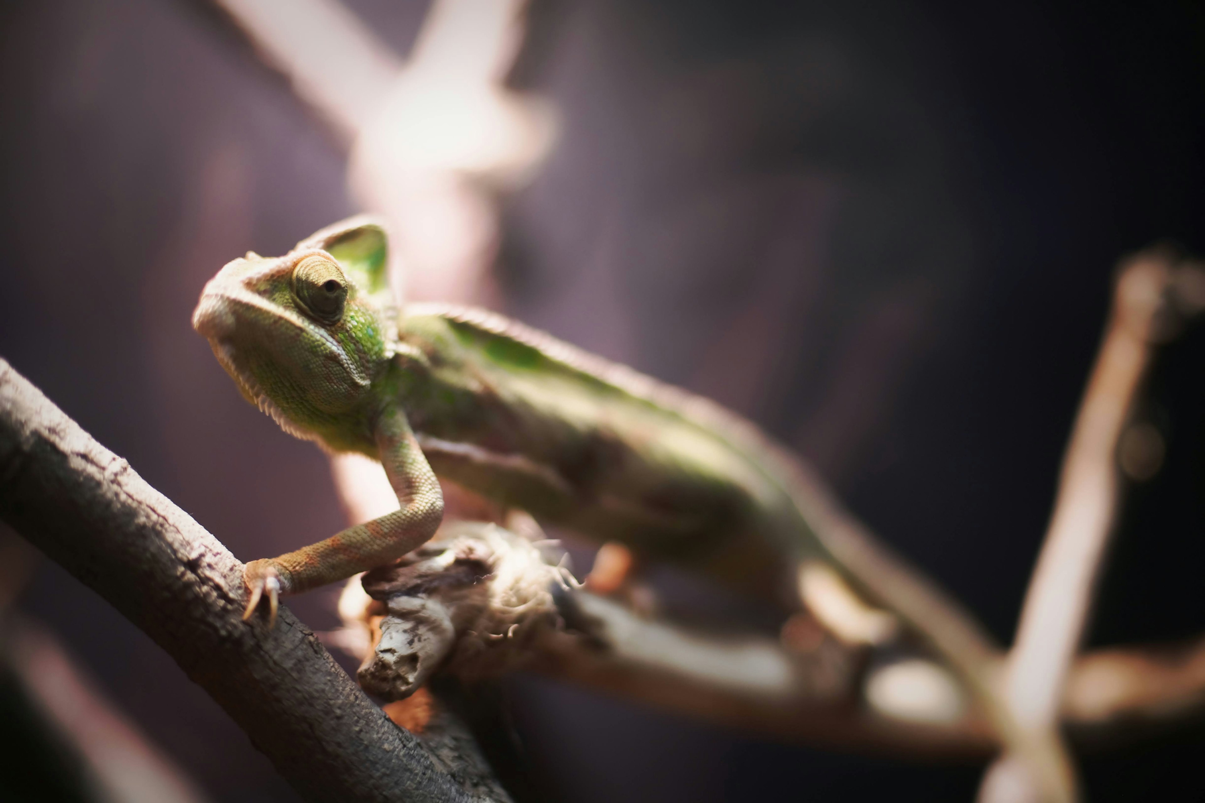 Close-up of a green chameleon perched on a branch