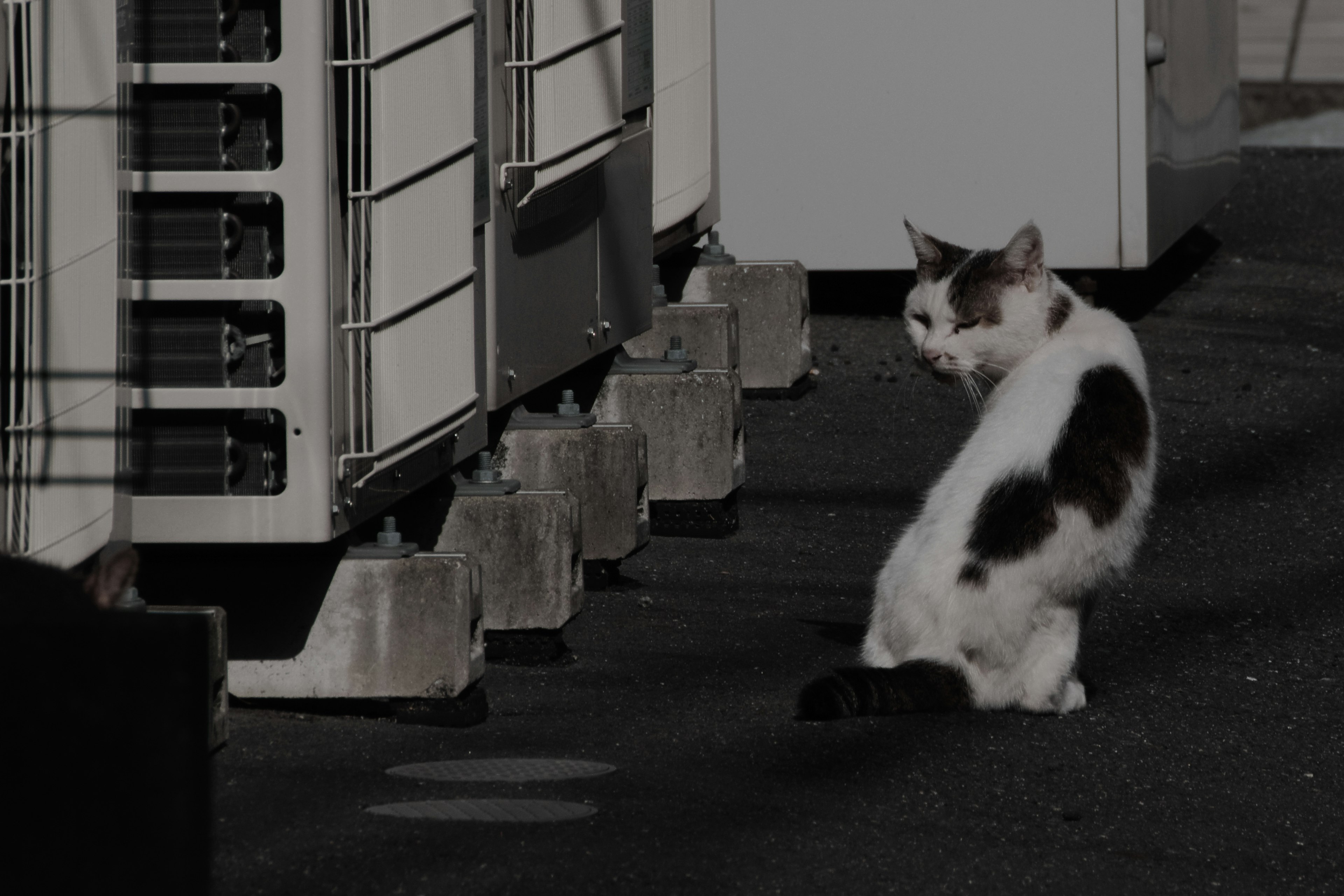 Eine schwarz-weiße Katze sitzt seitlich neben metallischen Strukturen