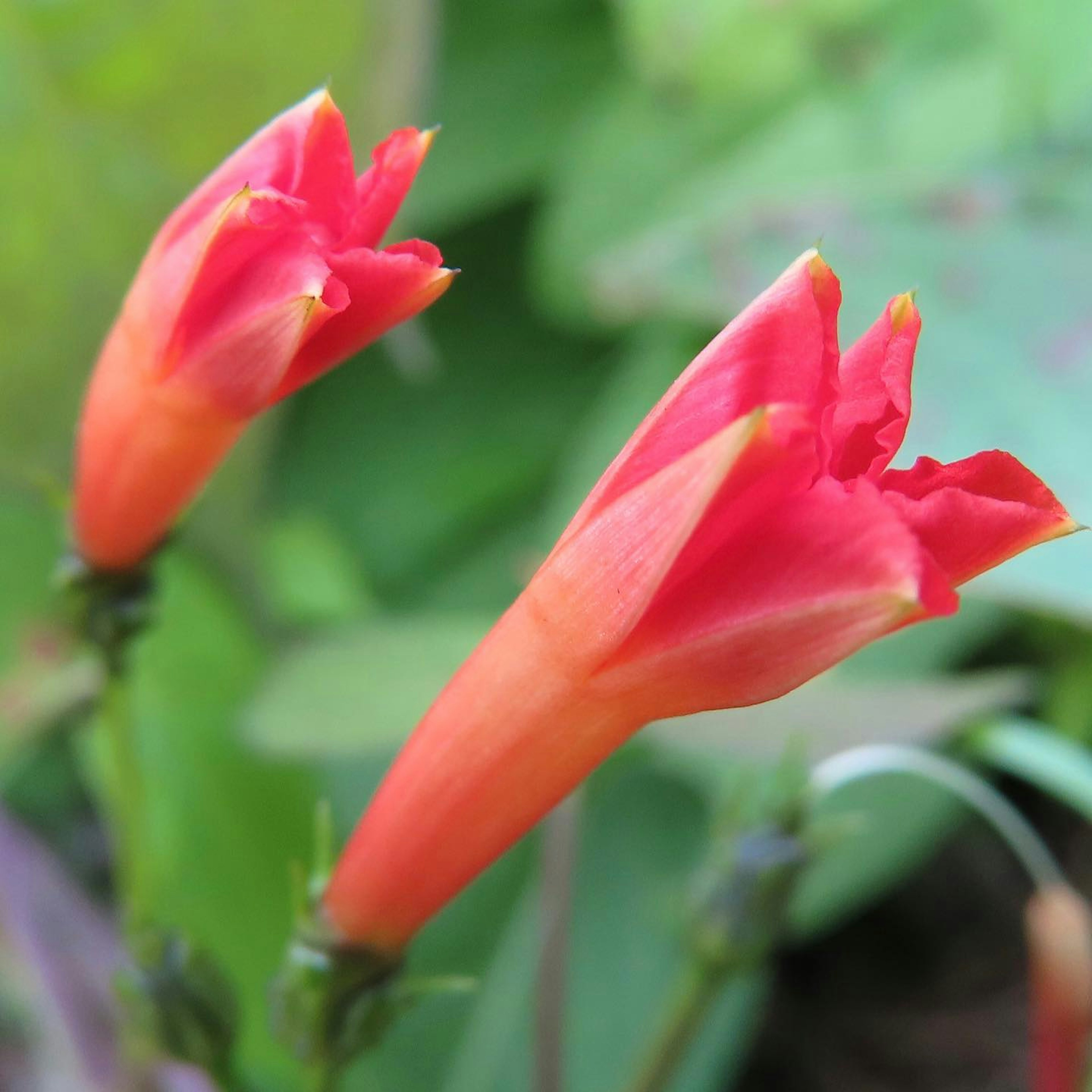 Zwei knospende Blumen mit lebhaften roten Blütenblättern