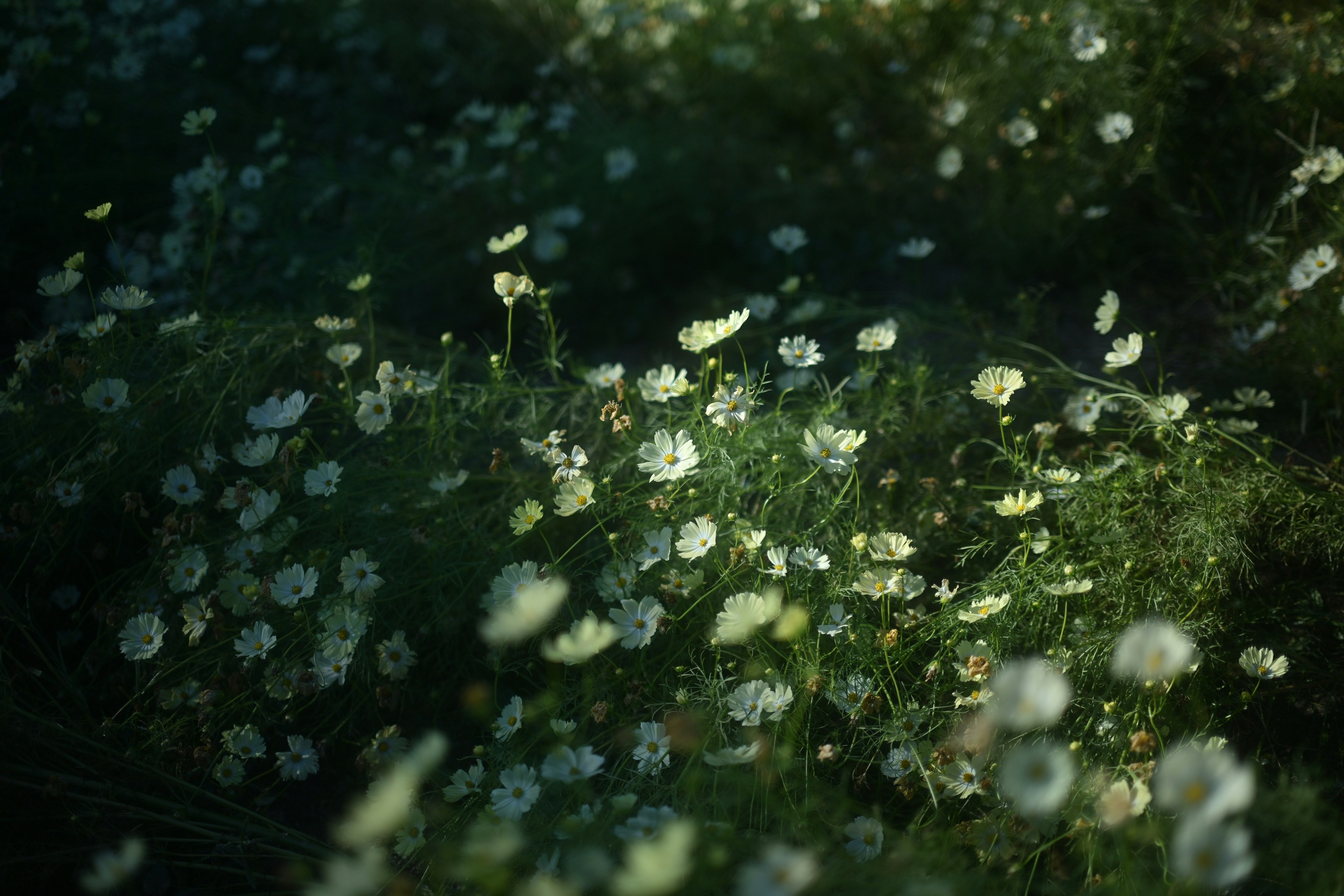 A cluster of small white flowers amidst lush green foliage