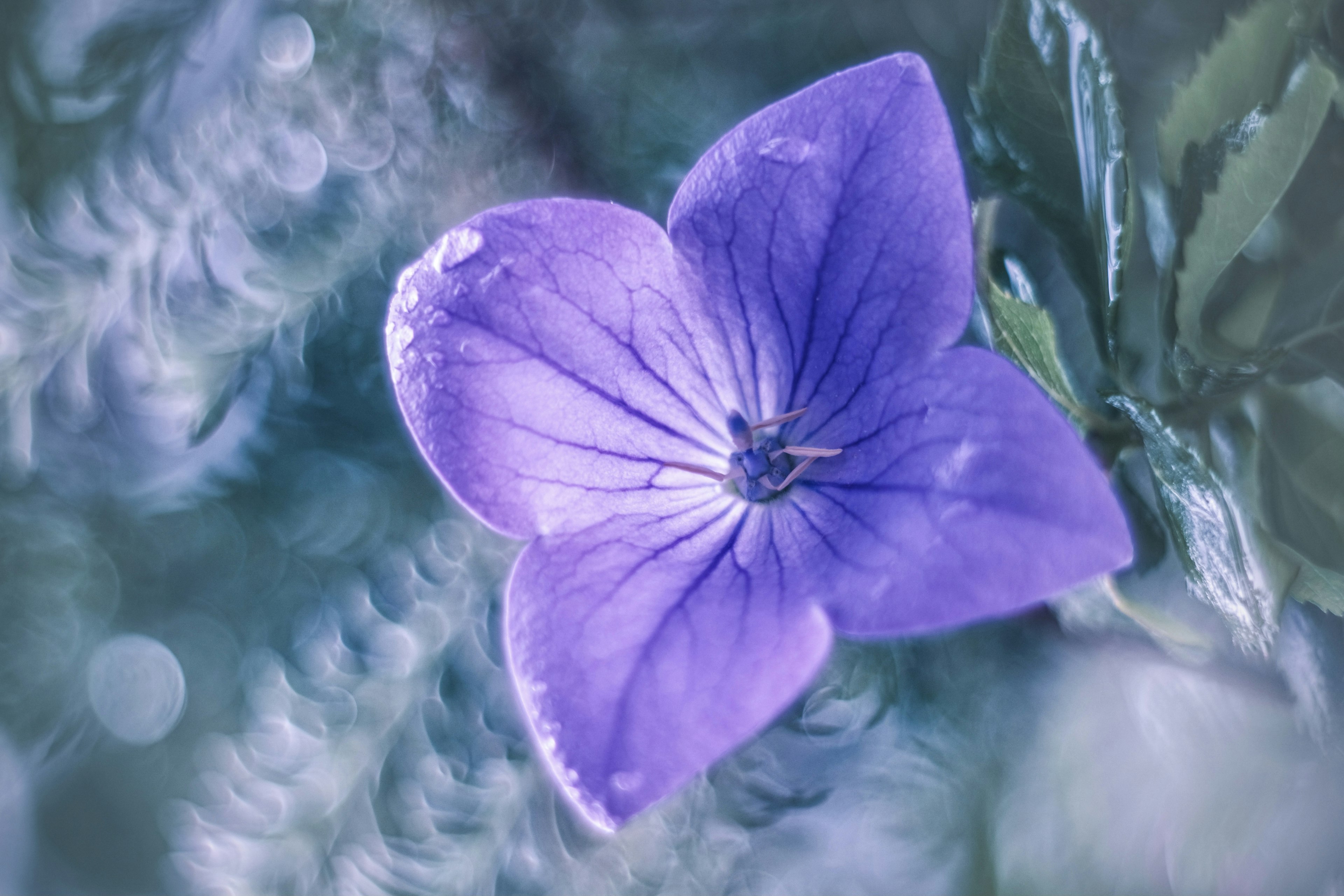 紫色の花のアップ写真 葉の緑とぼかしの背景