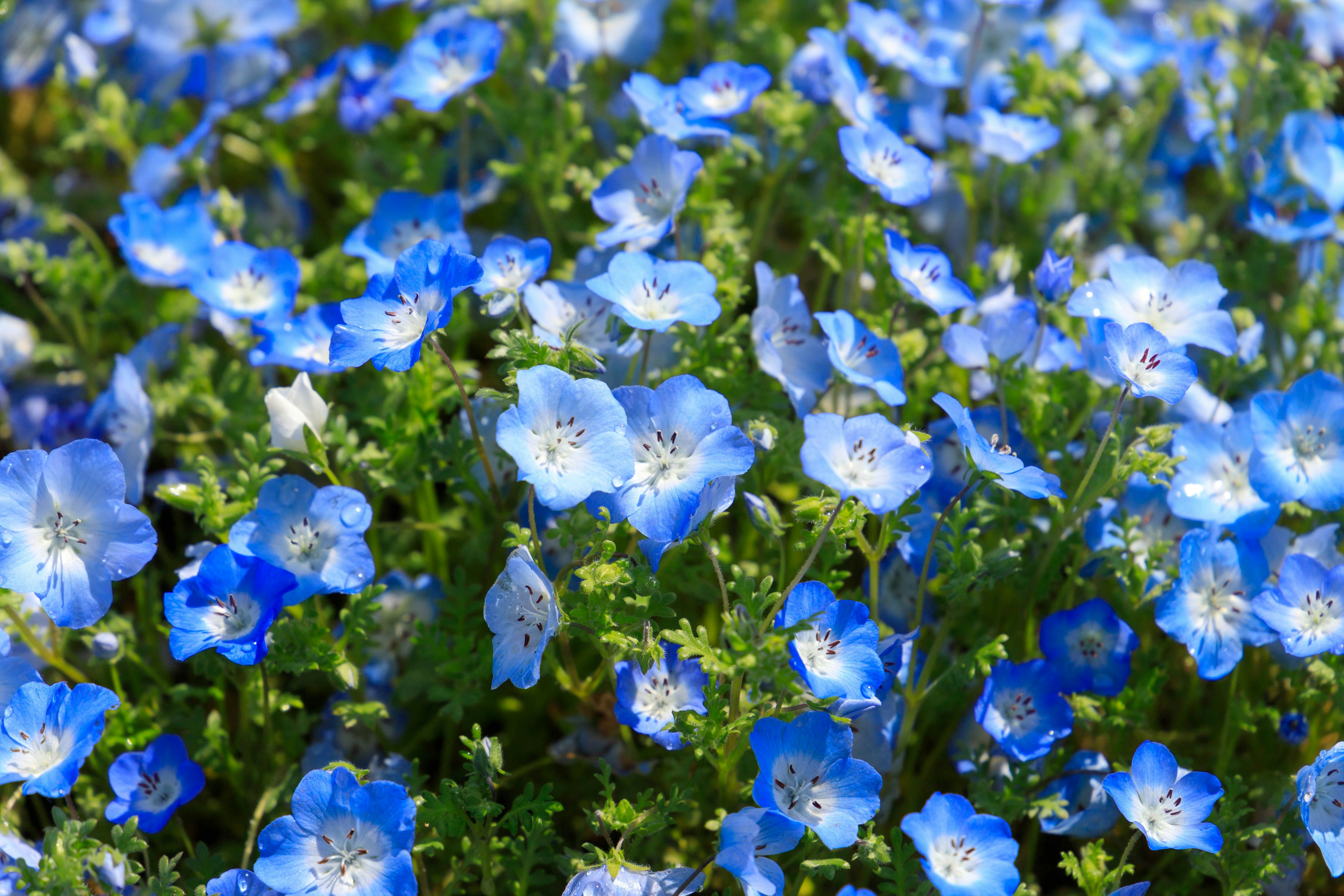 Un campo de flores azules con follaje verde