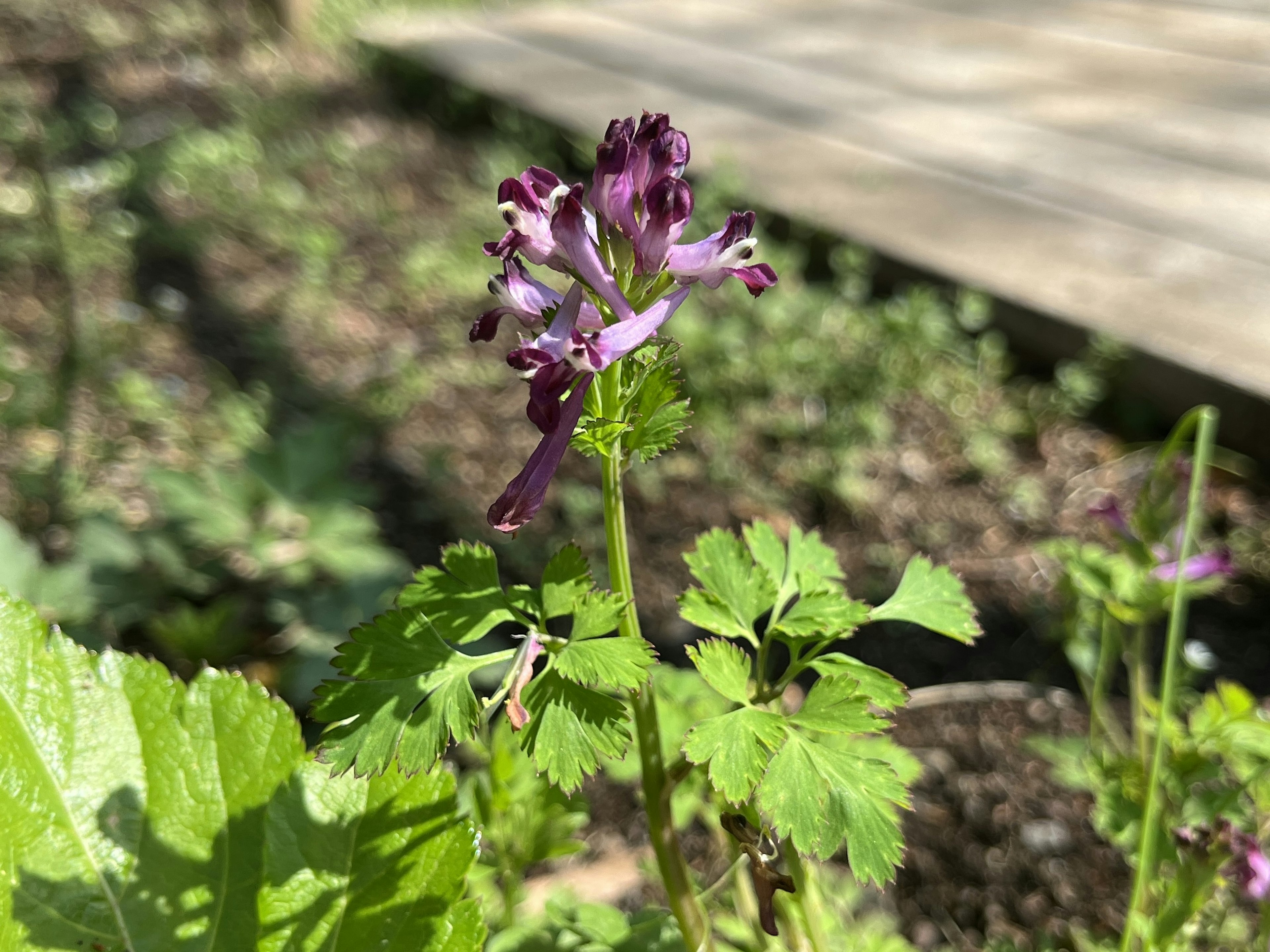 Primer plano de una planta con flores moradas rodeada de hojas verdes