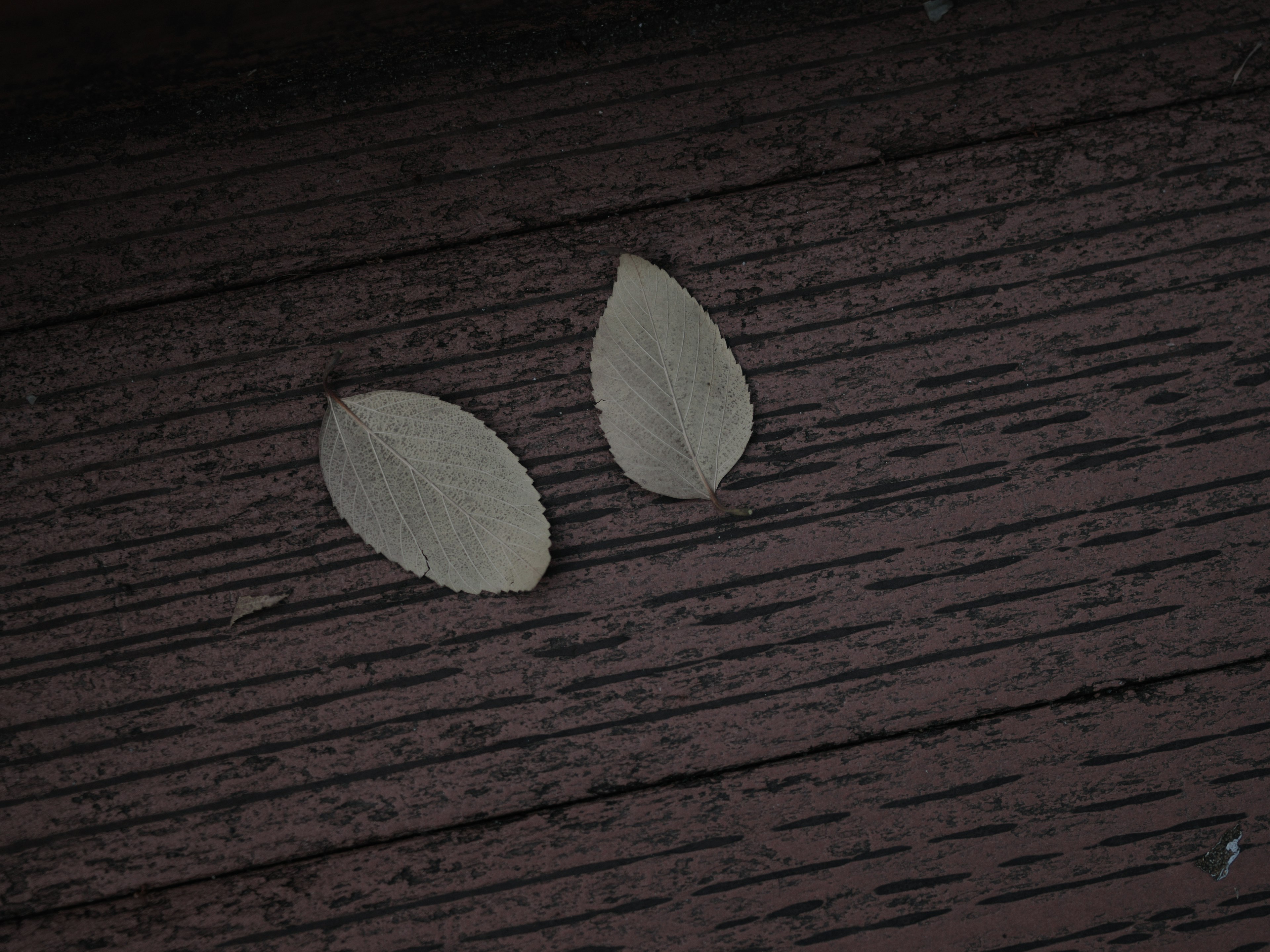 Two dry leaves on a wooden floor