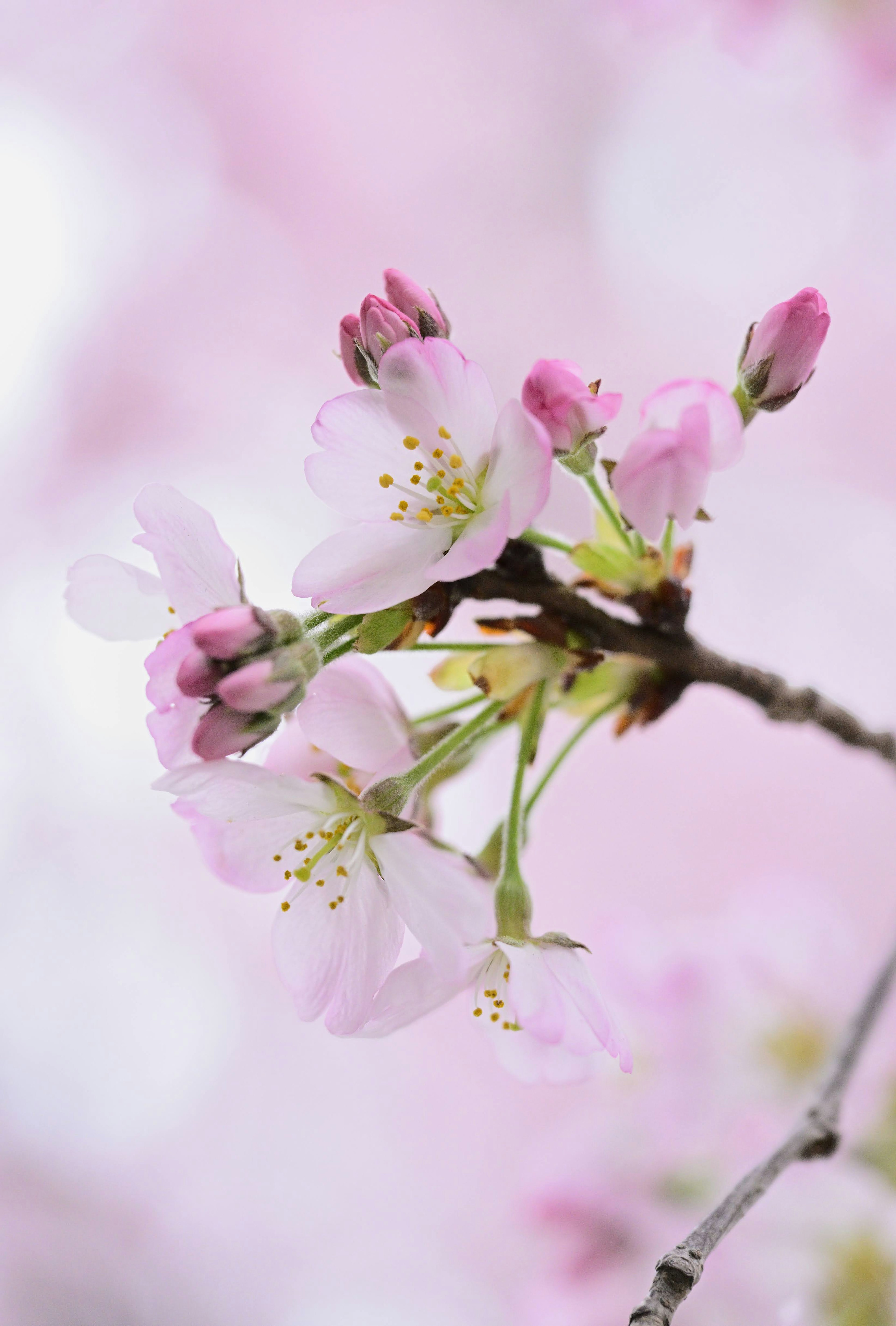 Gros plan sur des fleurs de cerisier et des bourgeons sur une branche