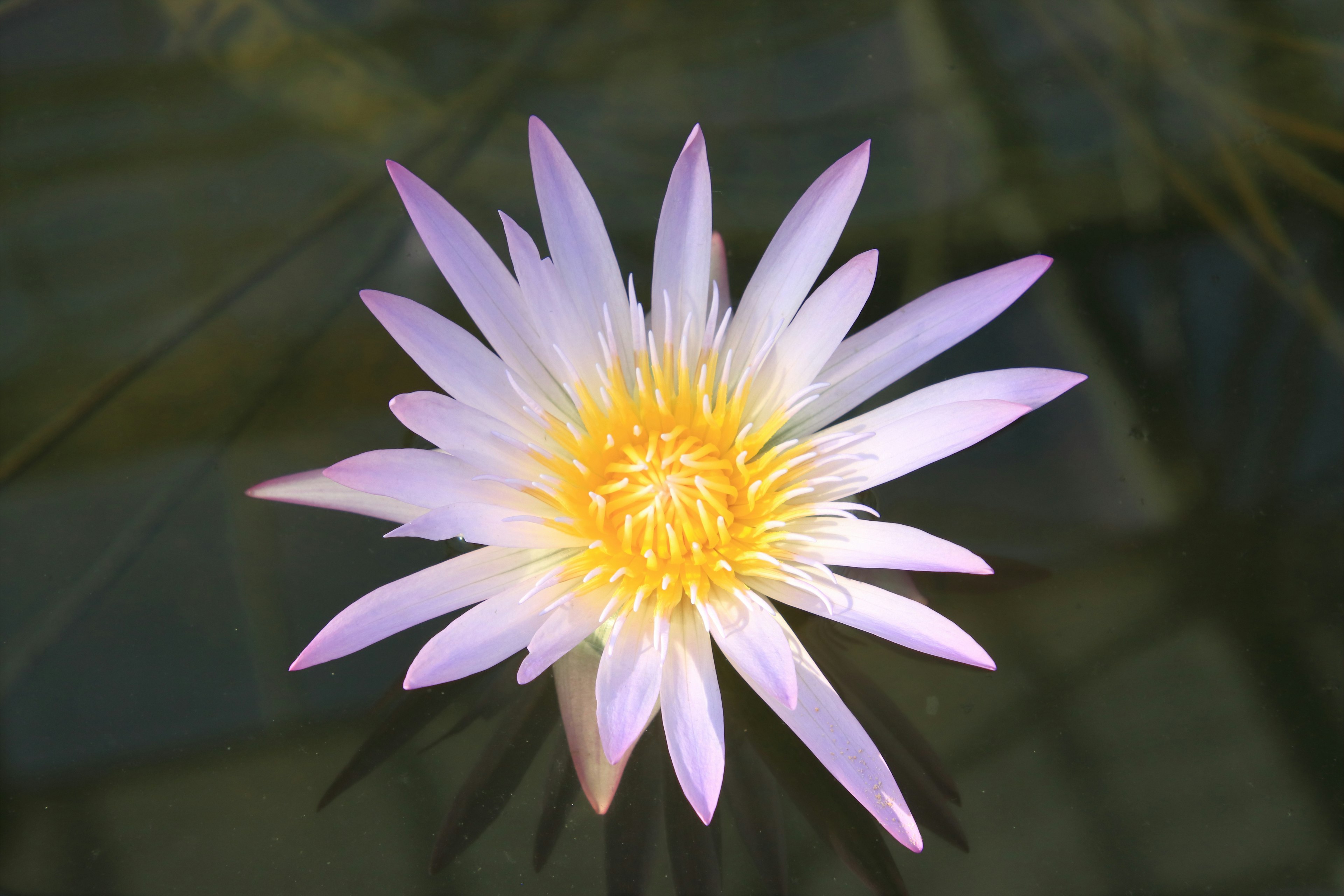 美しい白と紫の睡蓮の花が水面に浮かんでいる