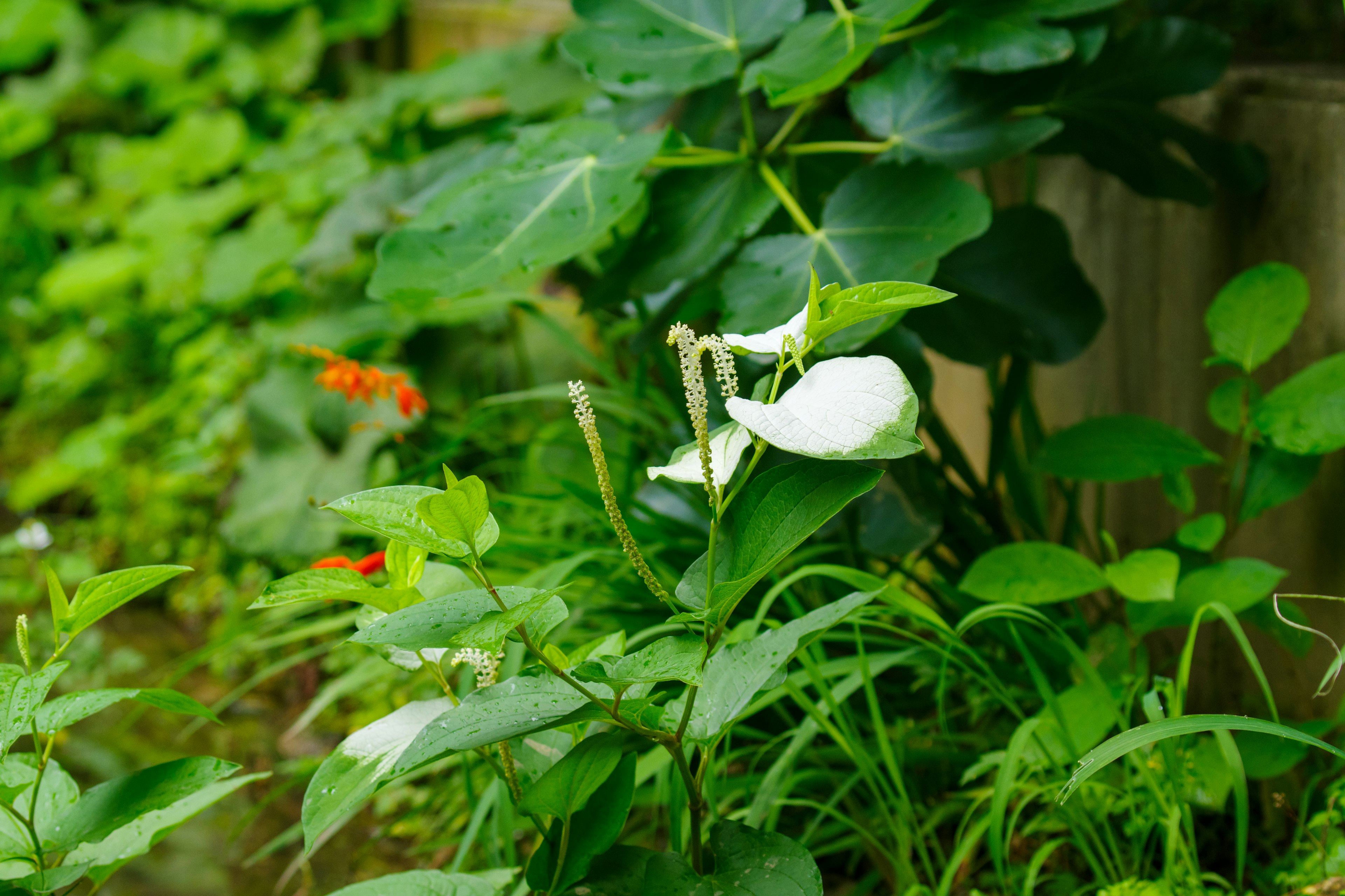 Scena con un fiore bianco tra piante verdi