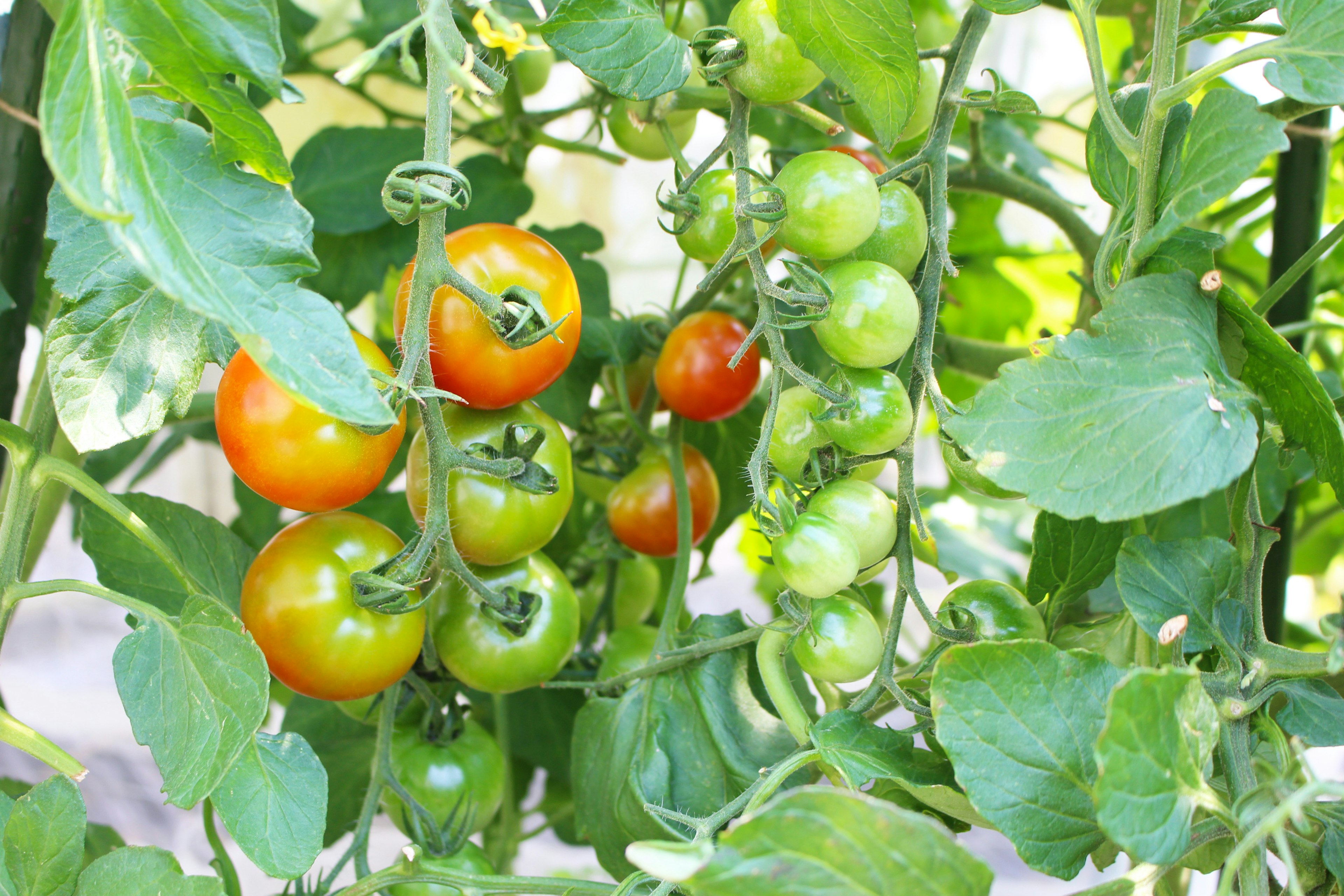 Clusters of red and green tomatoes growing among green leaves