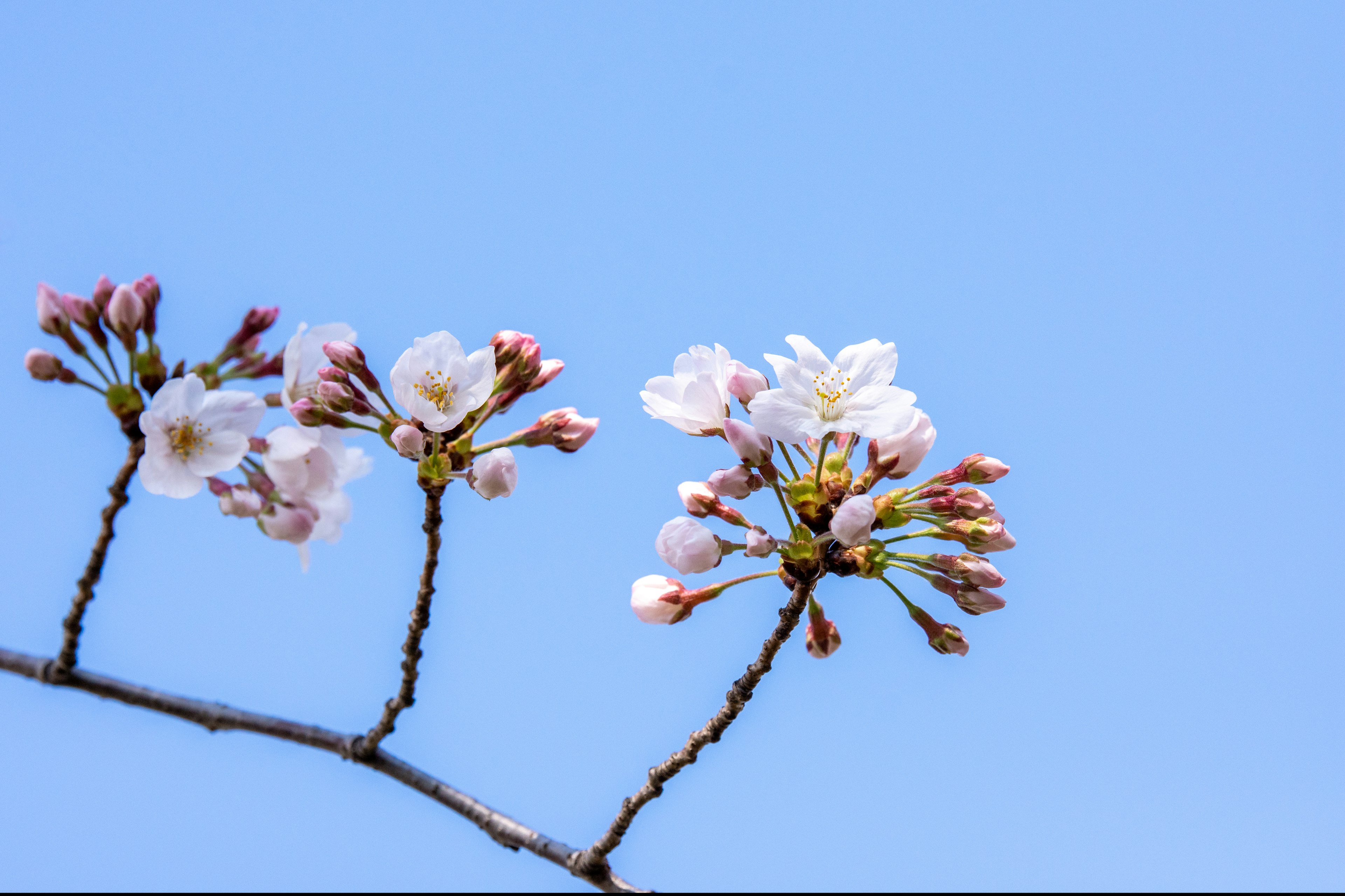 青空に咲く桜の花とつぼみの枝