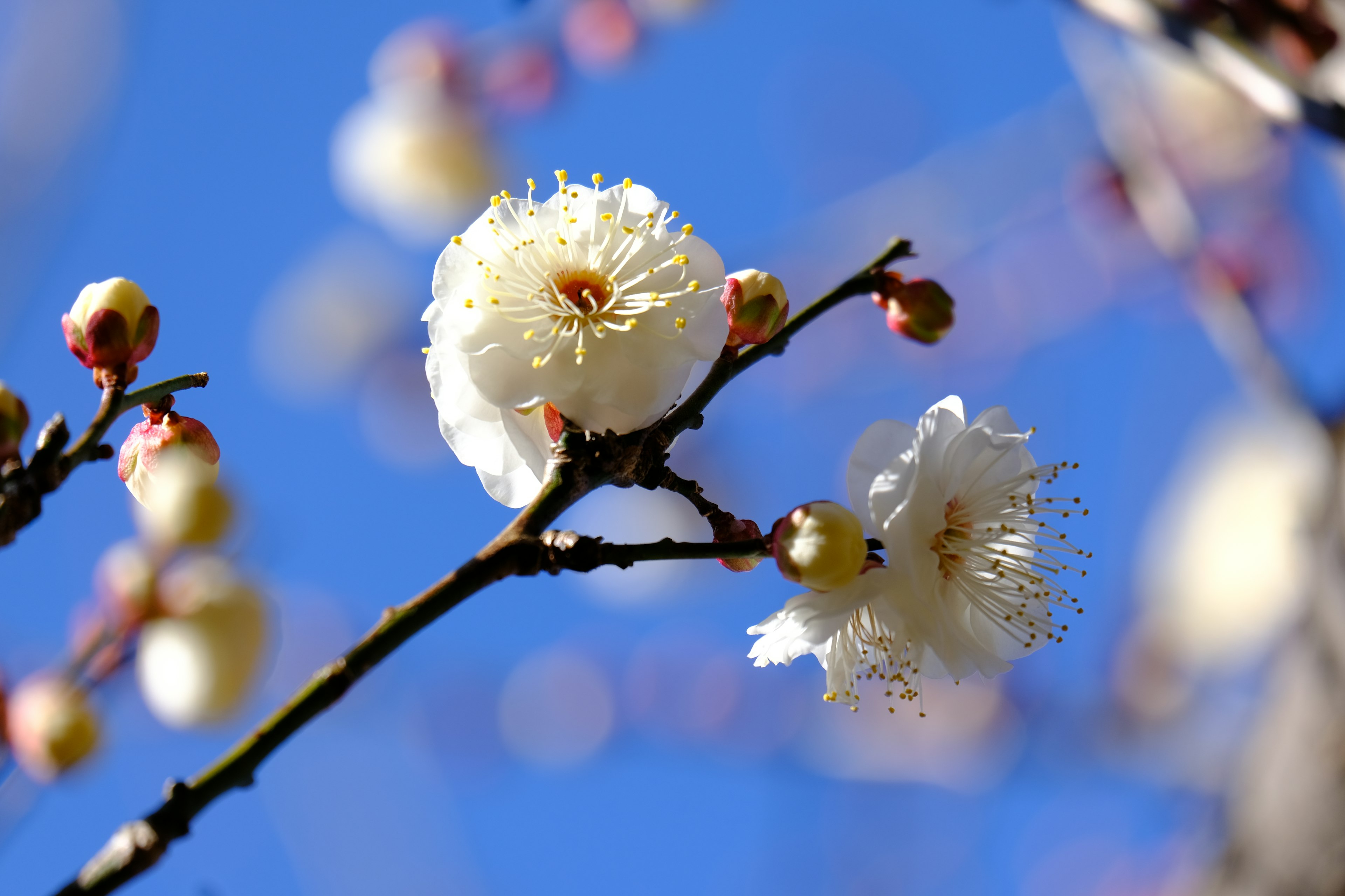 Una rama con flores blancas y brotes contra un cielo azul