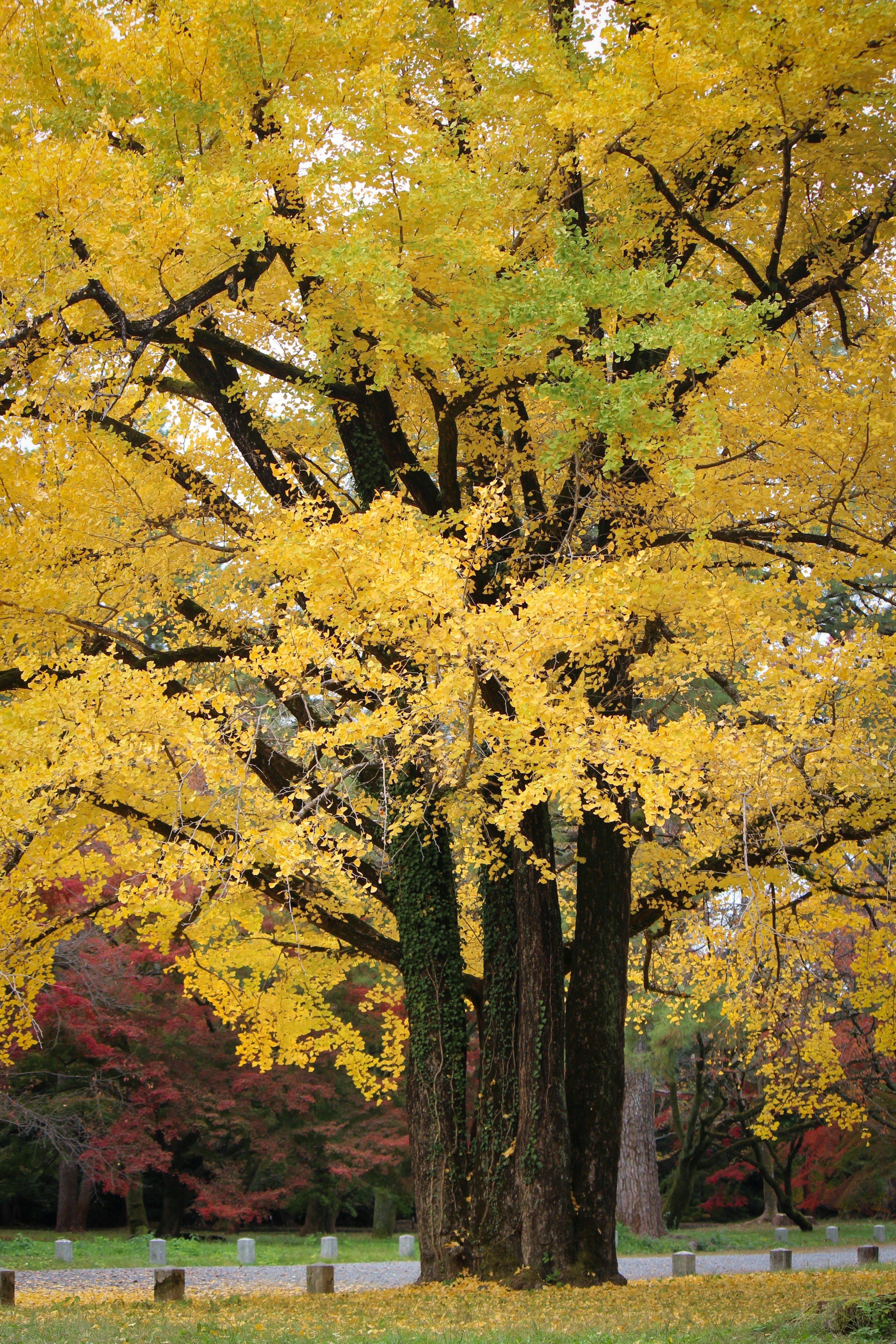 Großer Baum mit leuchtend gelben Blättern und umliegender Landschaft