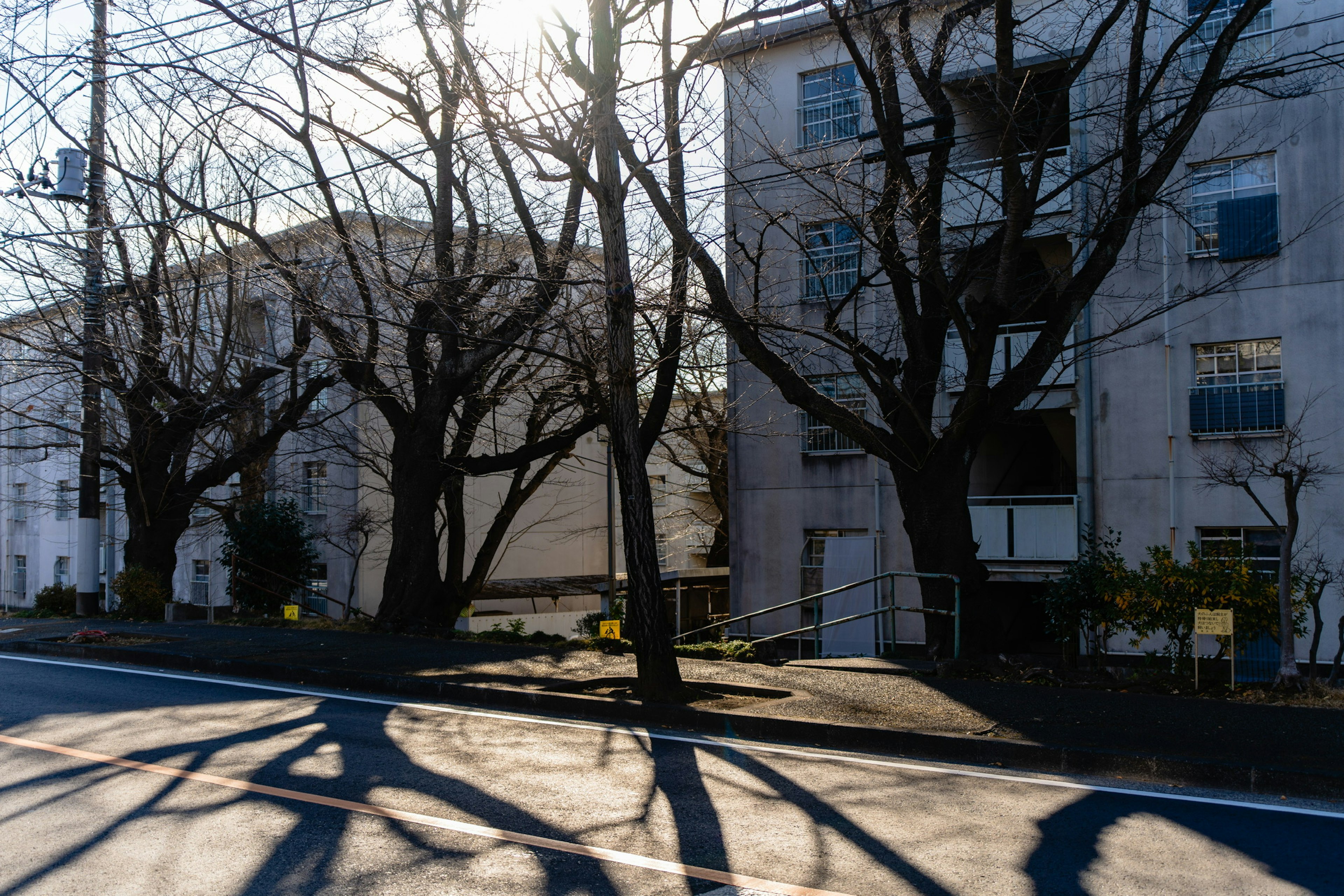 Sunlit street scene featuring stark apartment buildings and bare trees