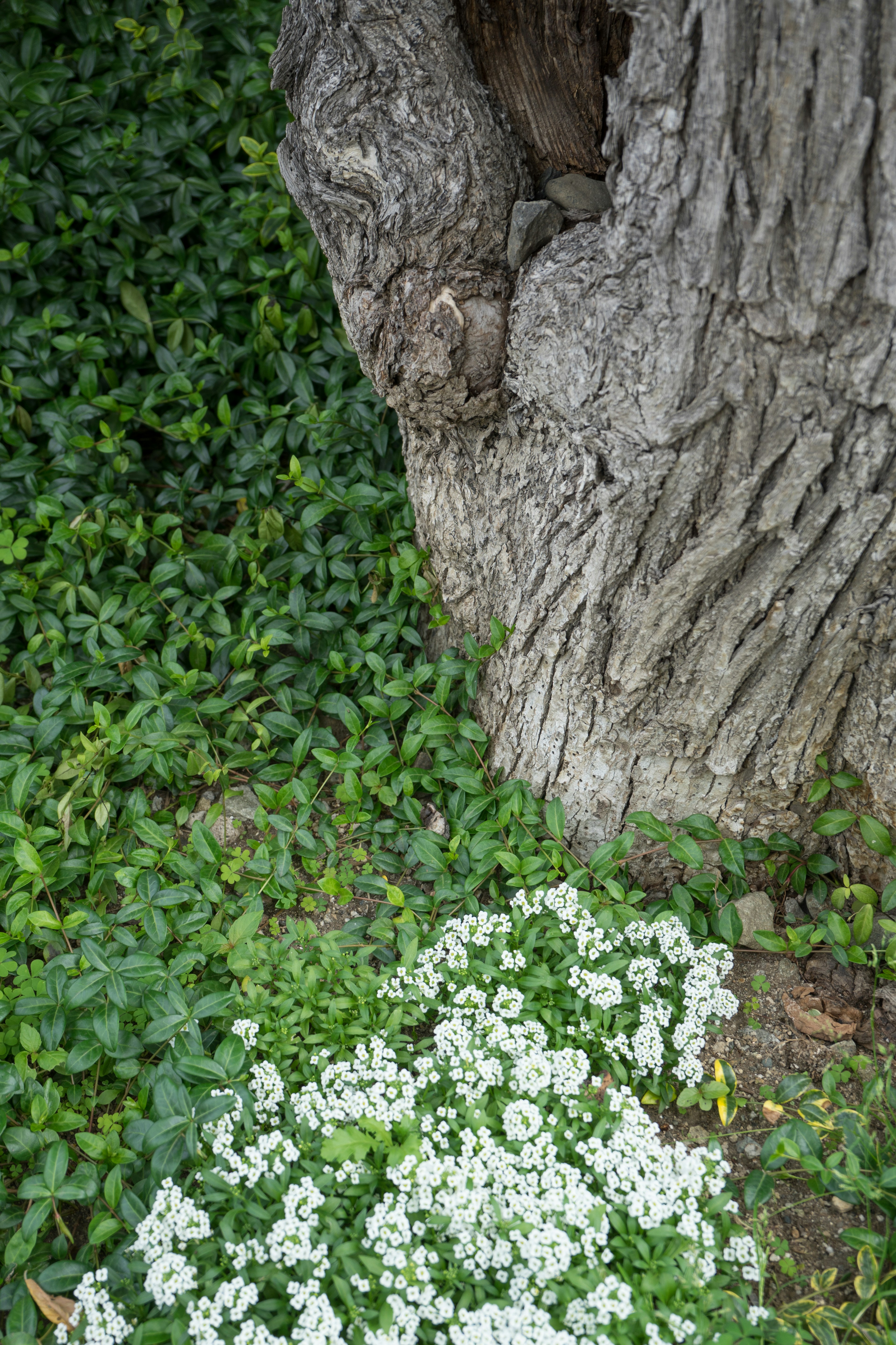 White flowers blooming near a tree trunk with textured bark