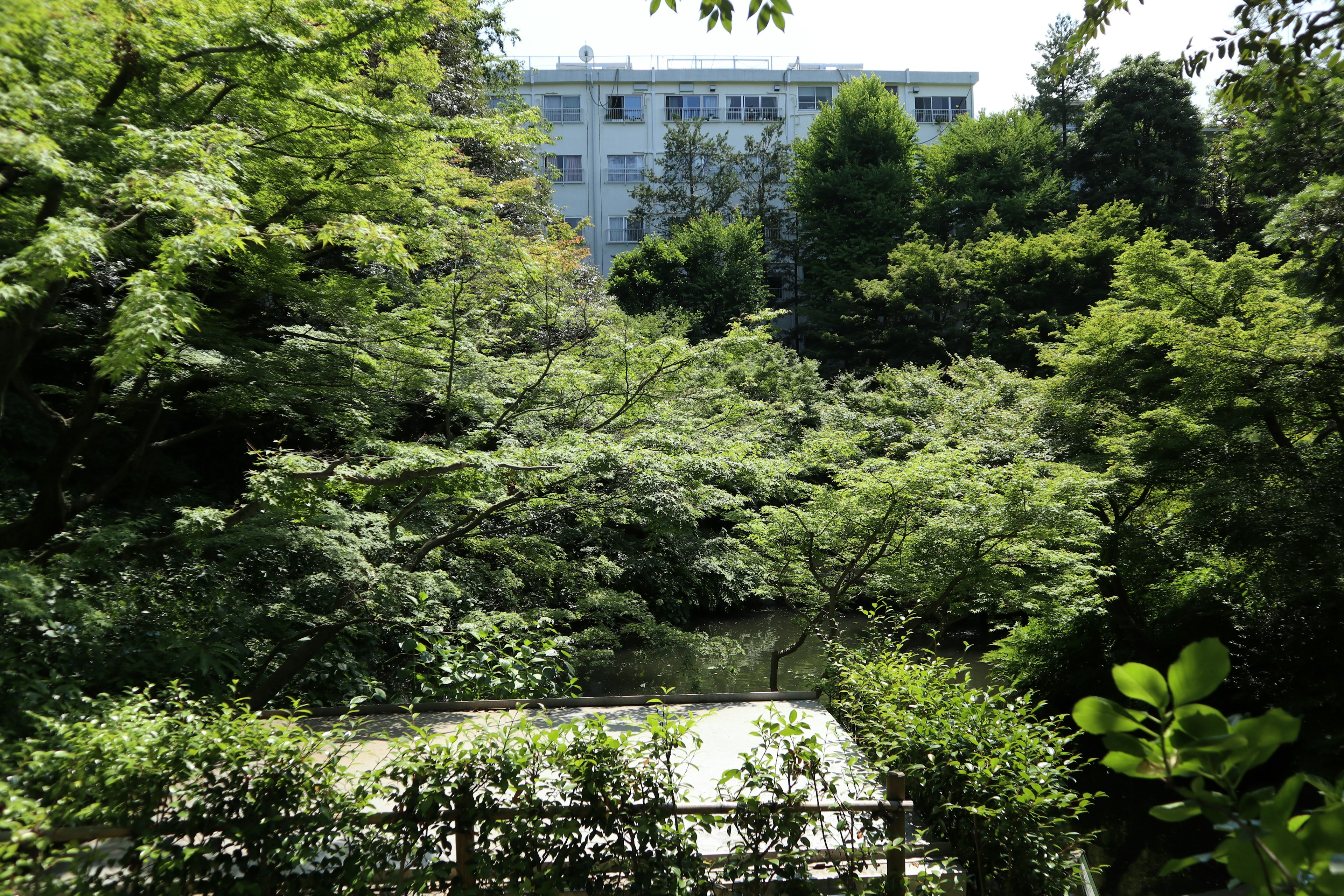 Üppiger grüner Wald mit einem Gebäude im Hintergrund