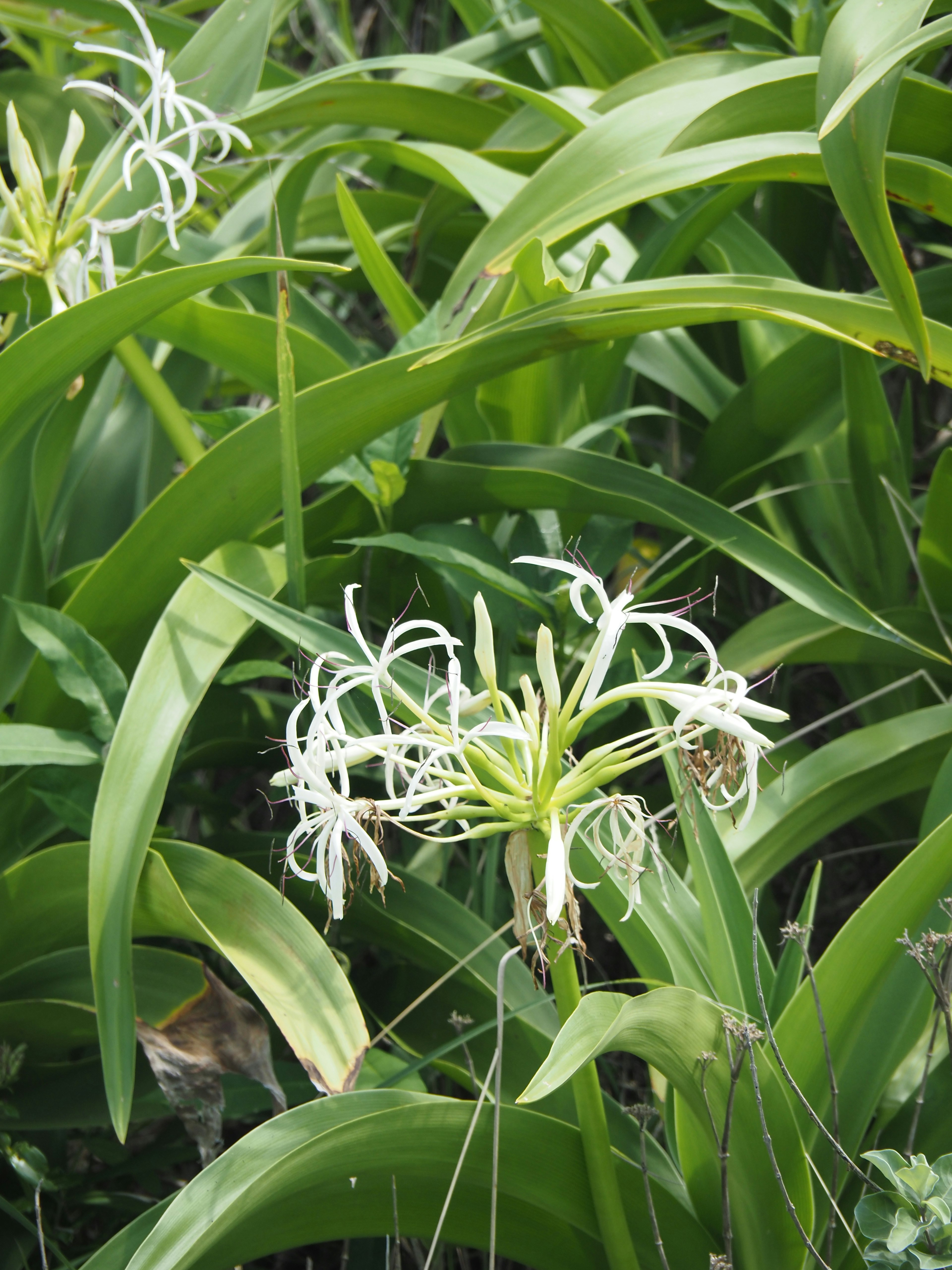 Groupe de feuilles vertes avec des fleurs blanches