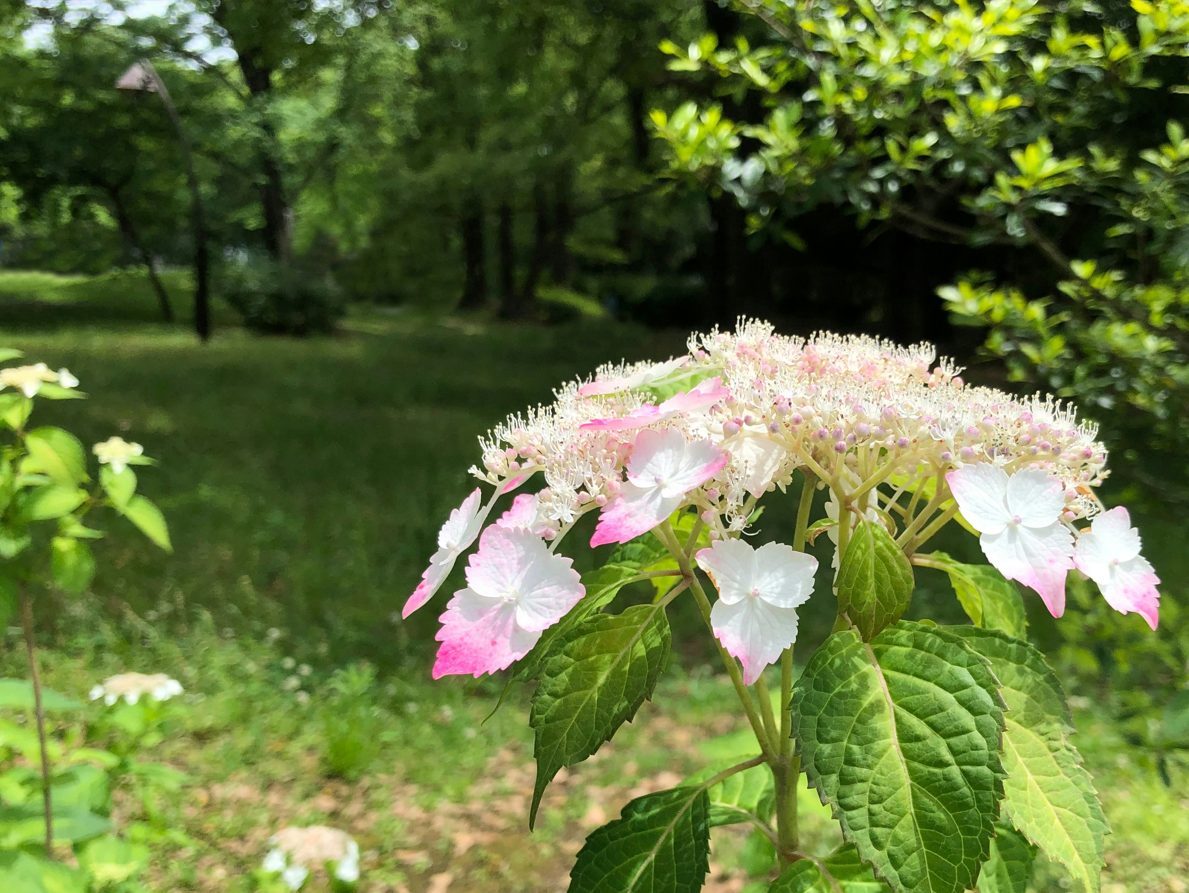 Nahaufnahme von rosa und weißen Blumen vor grünem Hintergrund