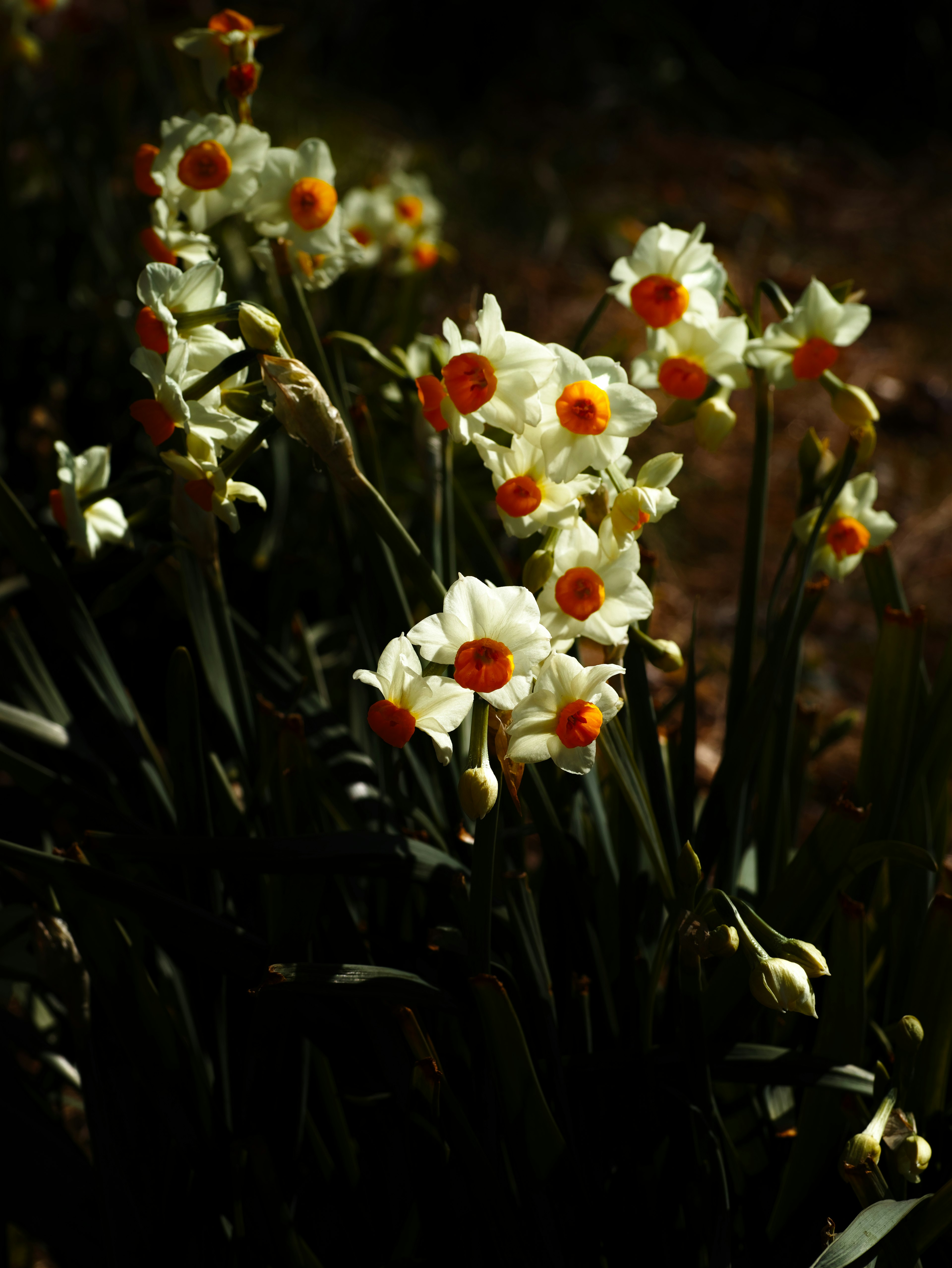 Gruppe von weißen Narzissen mit orangefarbenen Zentren in einem Garten