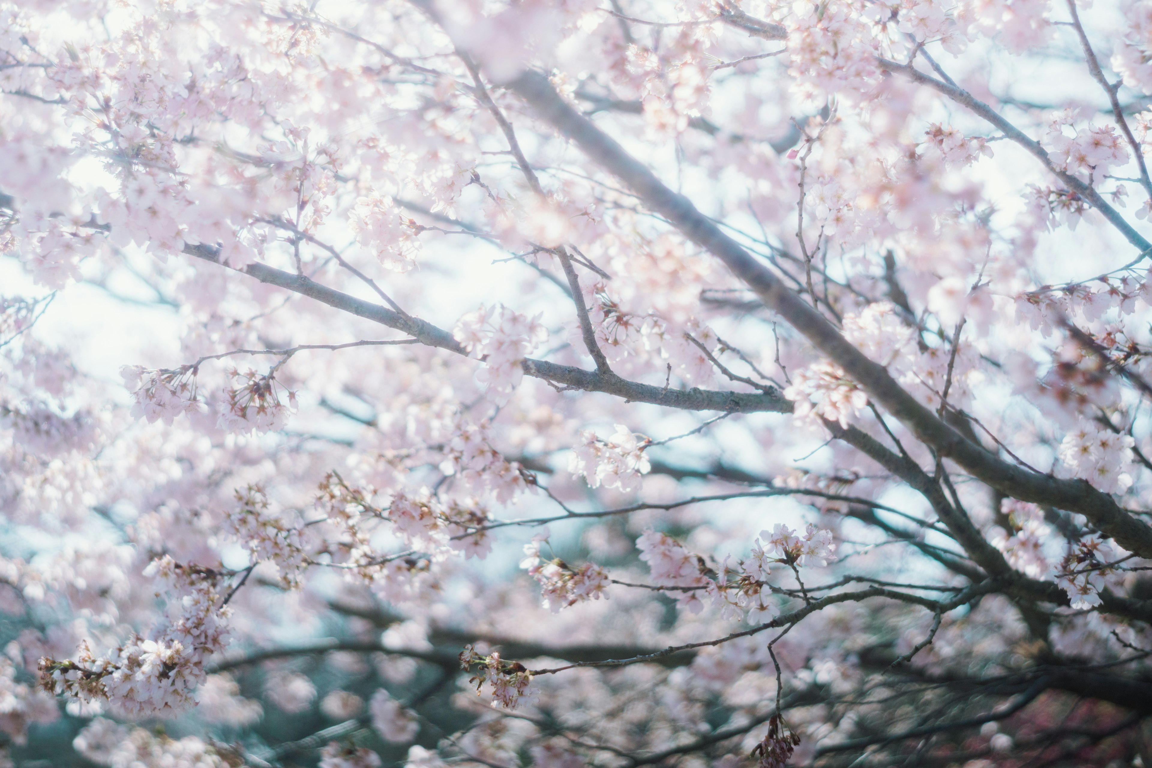 Primer plano de ramas de cerezo en flor con colores suaves y fondo borroso