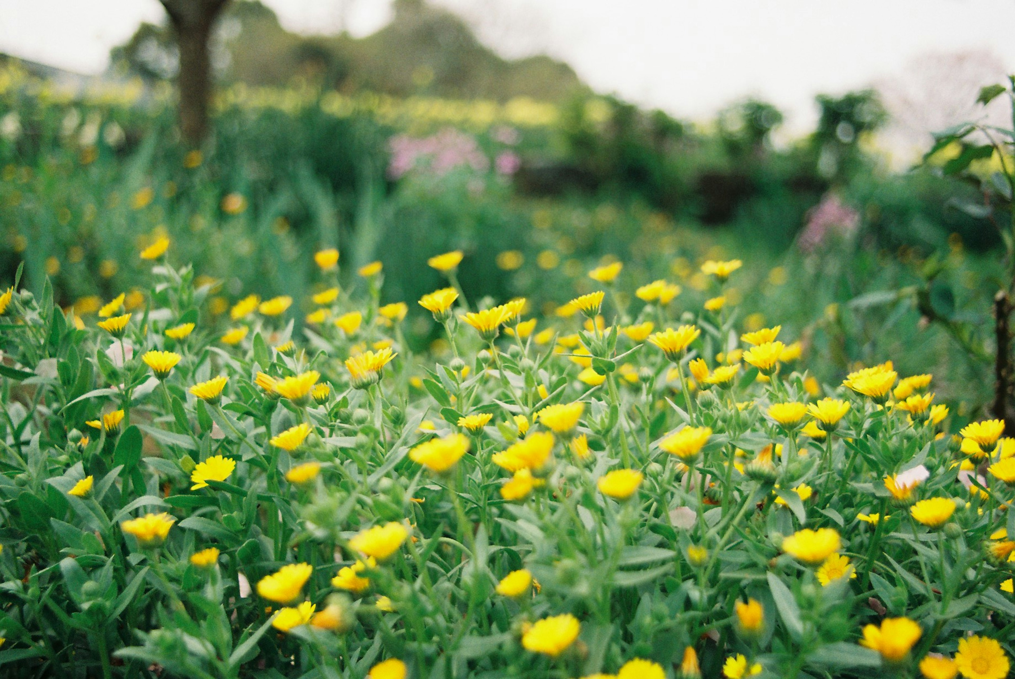 Un campo vibrante de flores amarillas en un jardín exuberante