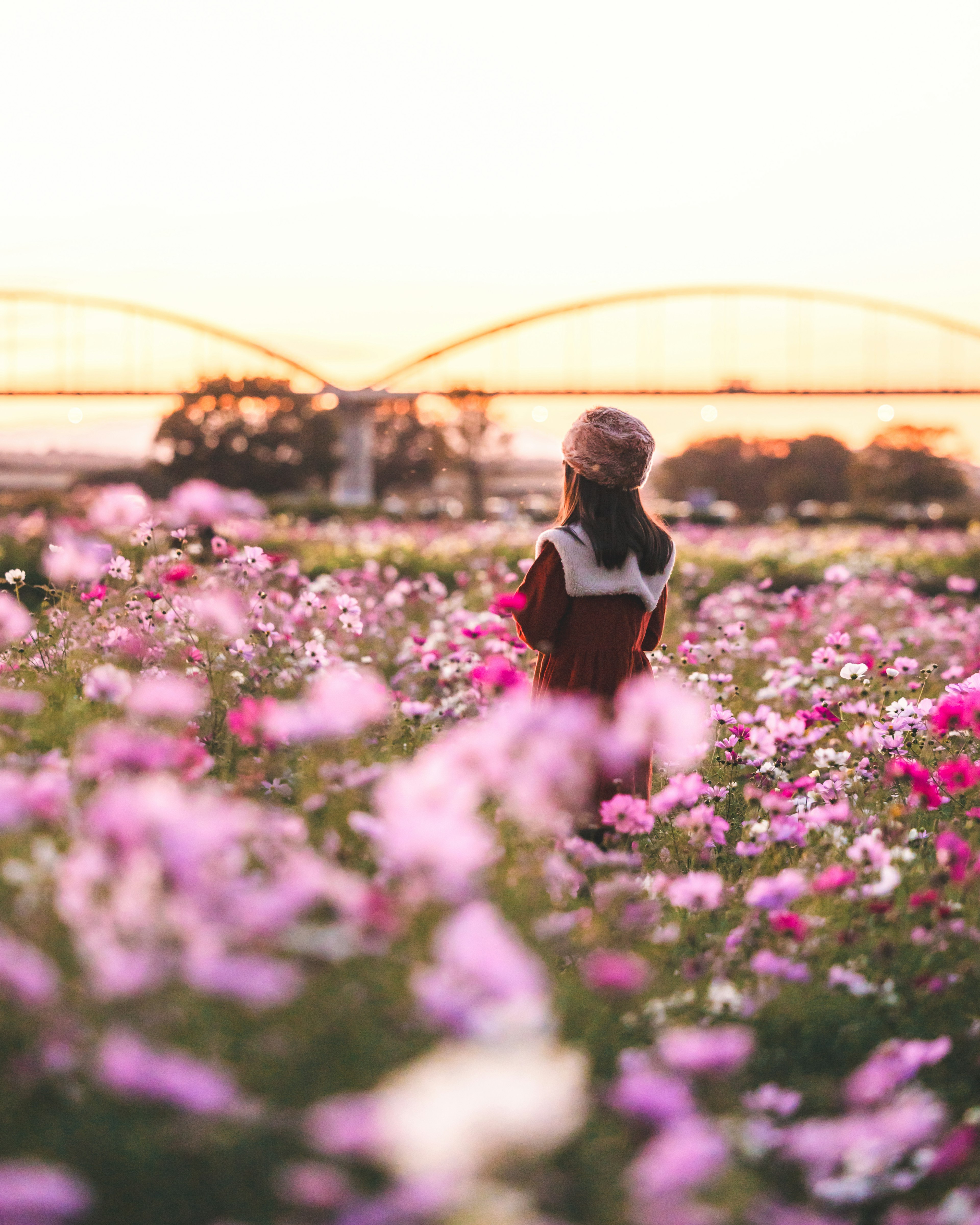 夕焼けの中で花畑に立つ女性の後ろ姿 橋が背景にありピンクの花が広がる風景