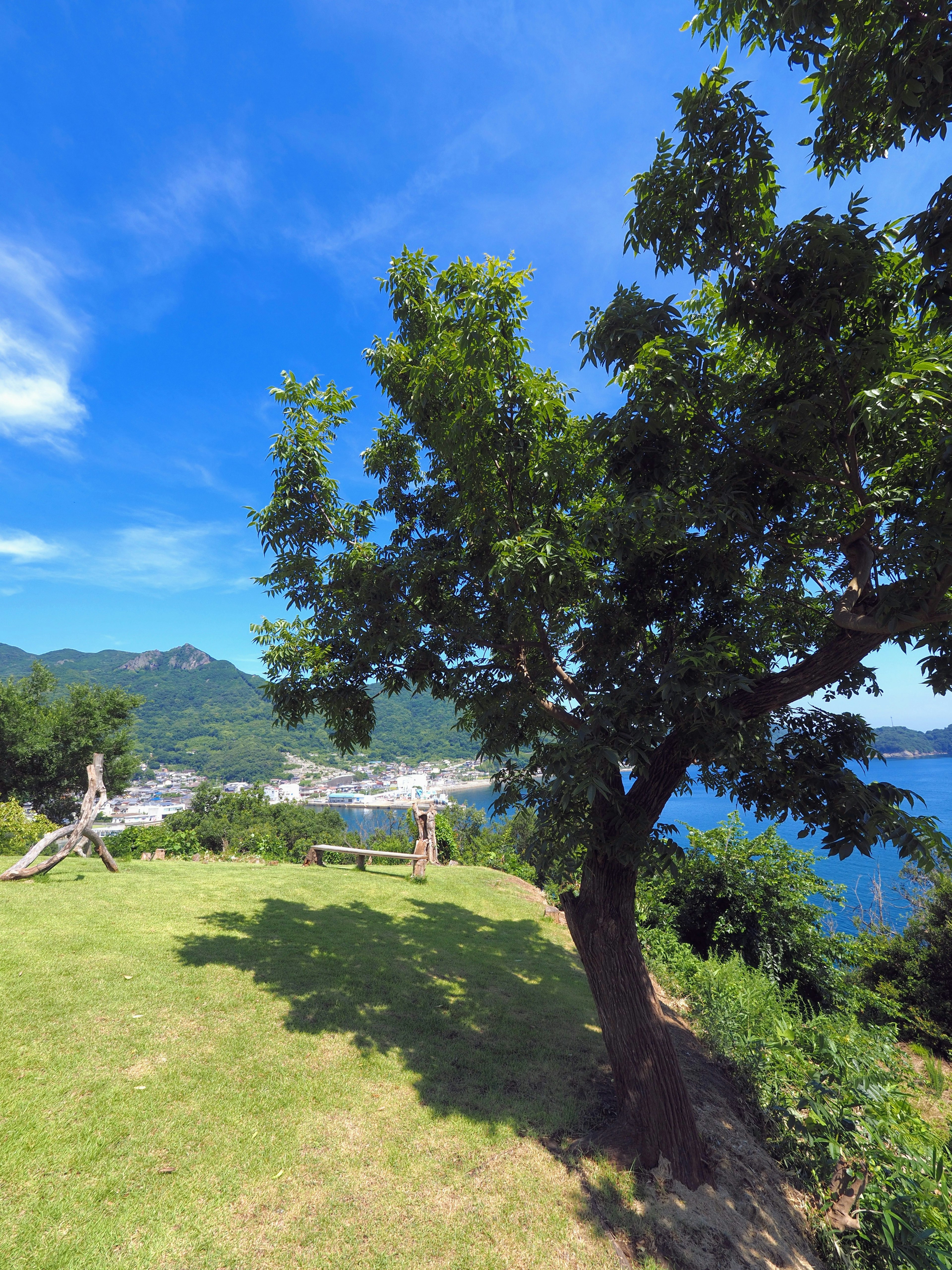 Paesaggio costiero con un albero verde sotto un cielo blu