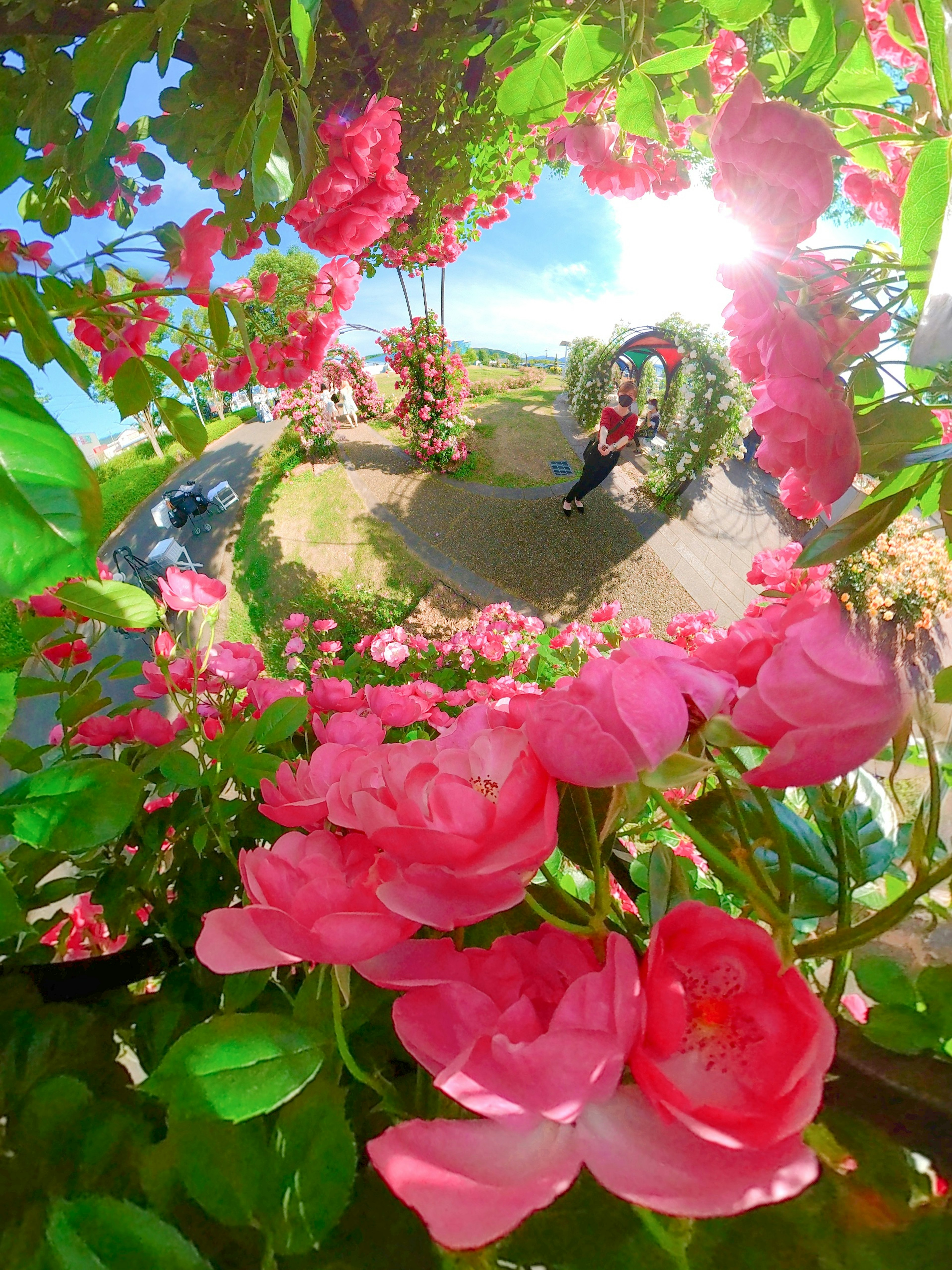 鮮やかなピンクの花々が咲く庭の中で、太陽の光が差し込む中、人物が立っている