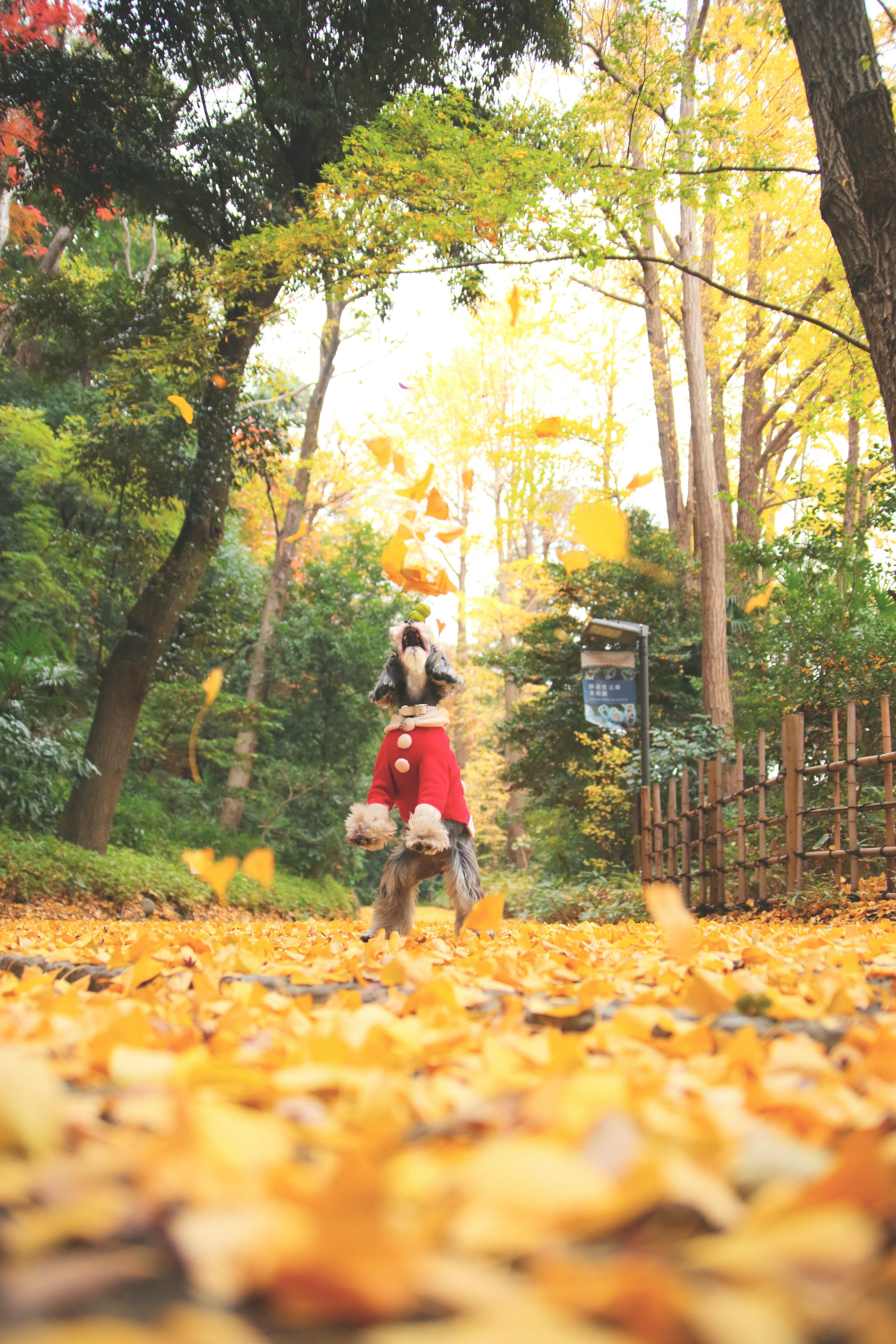 Un perro caminando entre hojas de otoño caídas en un bosque