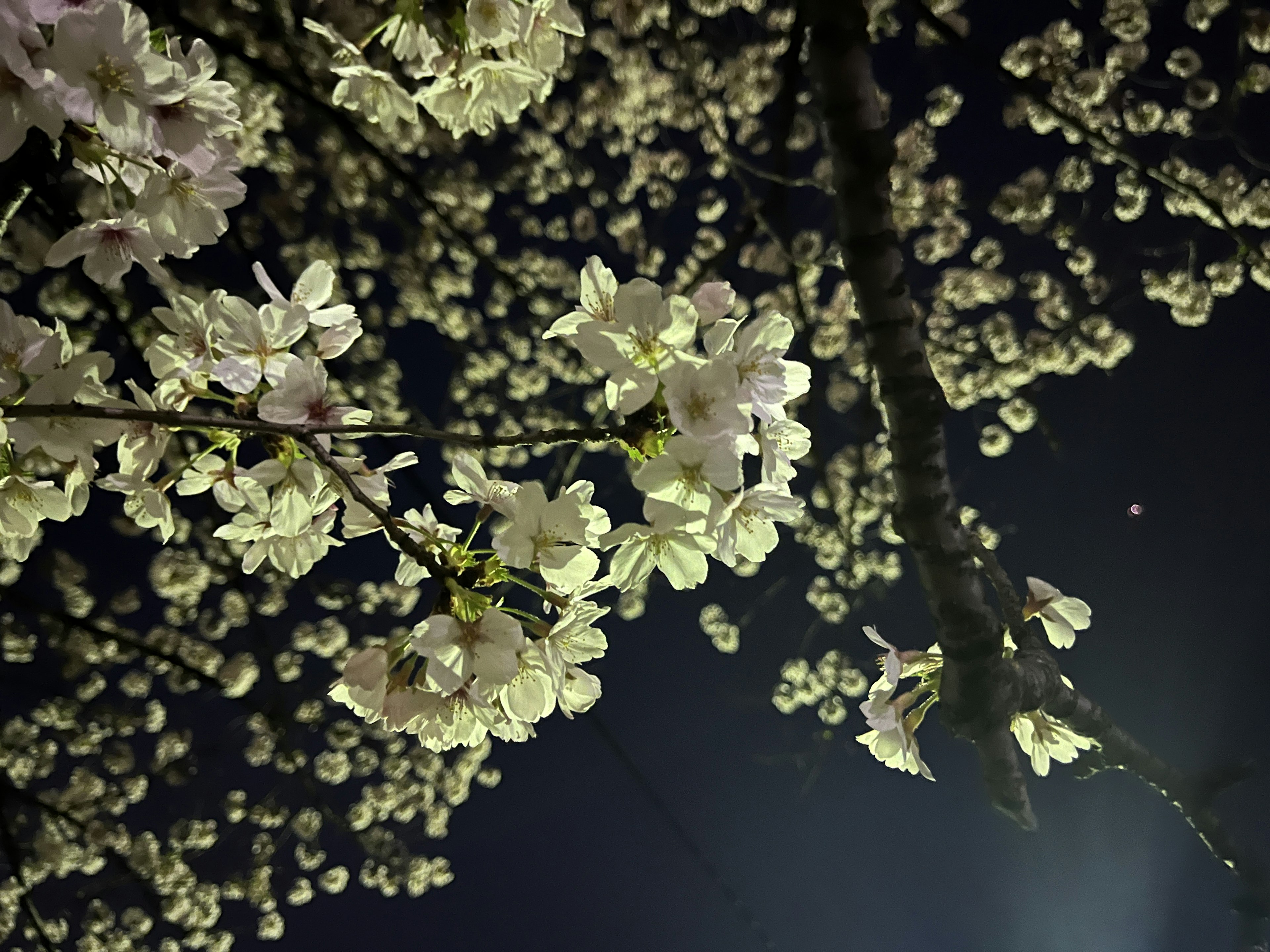 Hermosas flores de cerezo iluminadas contra el cielo nocturno