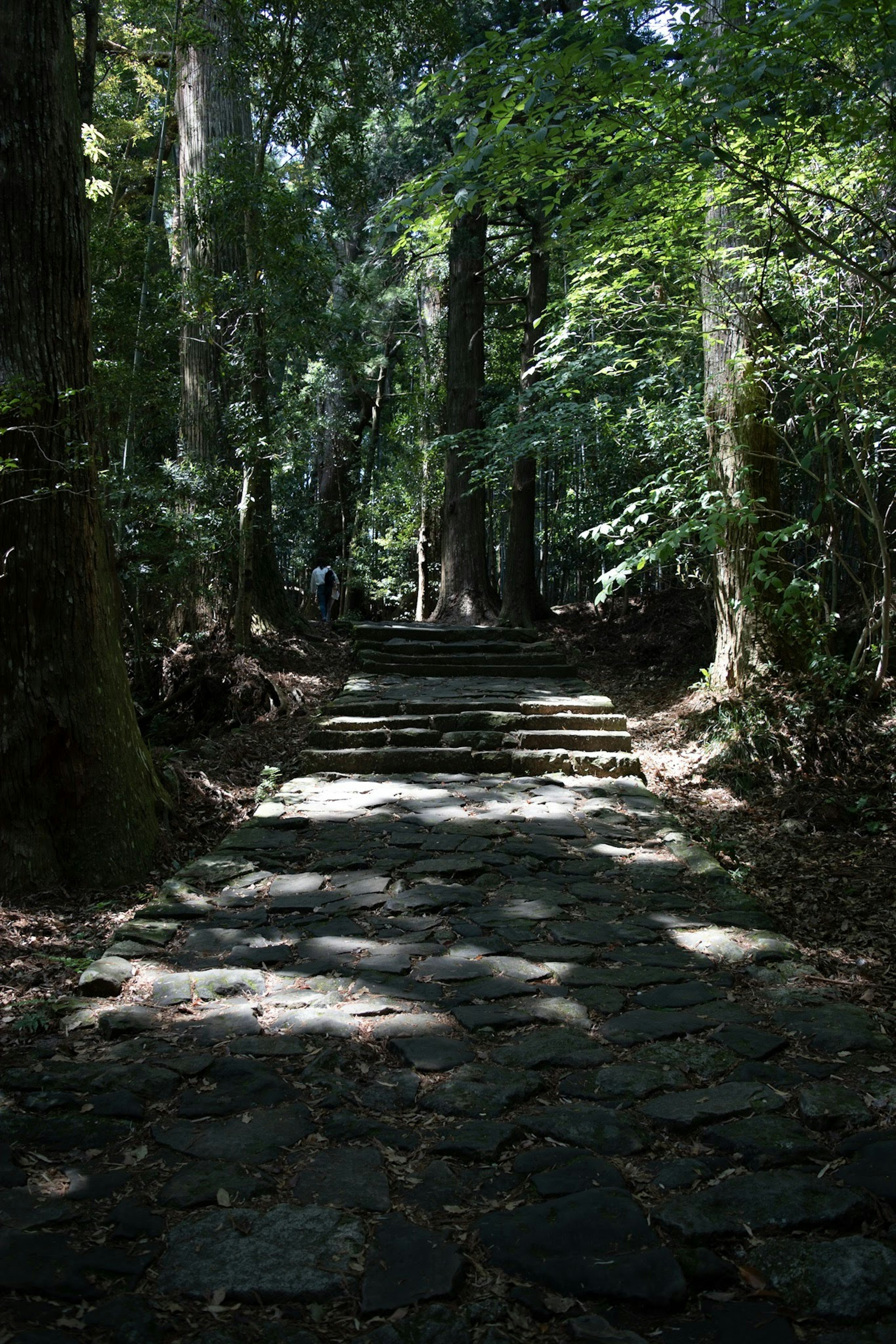 Sendero de piedra rodeado de vegetación exuberante en un bosque sereno