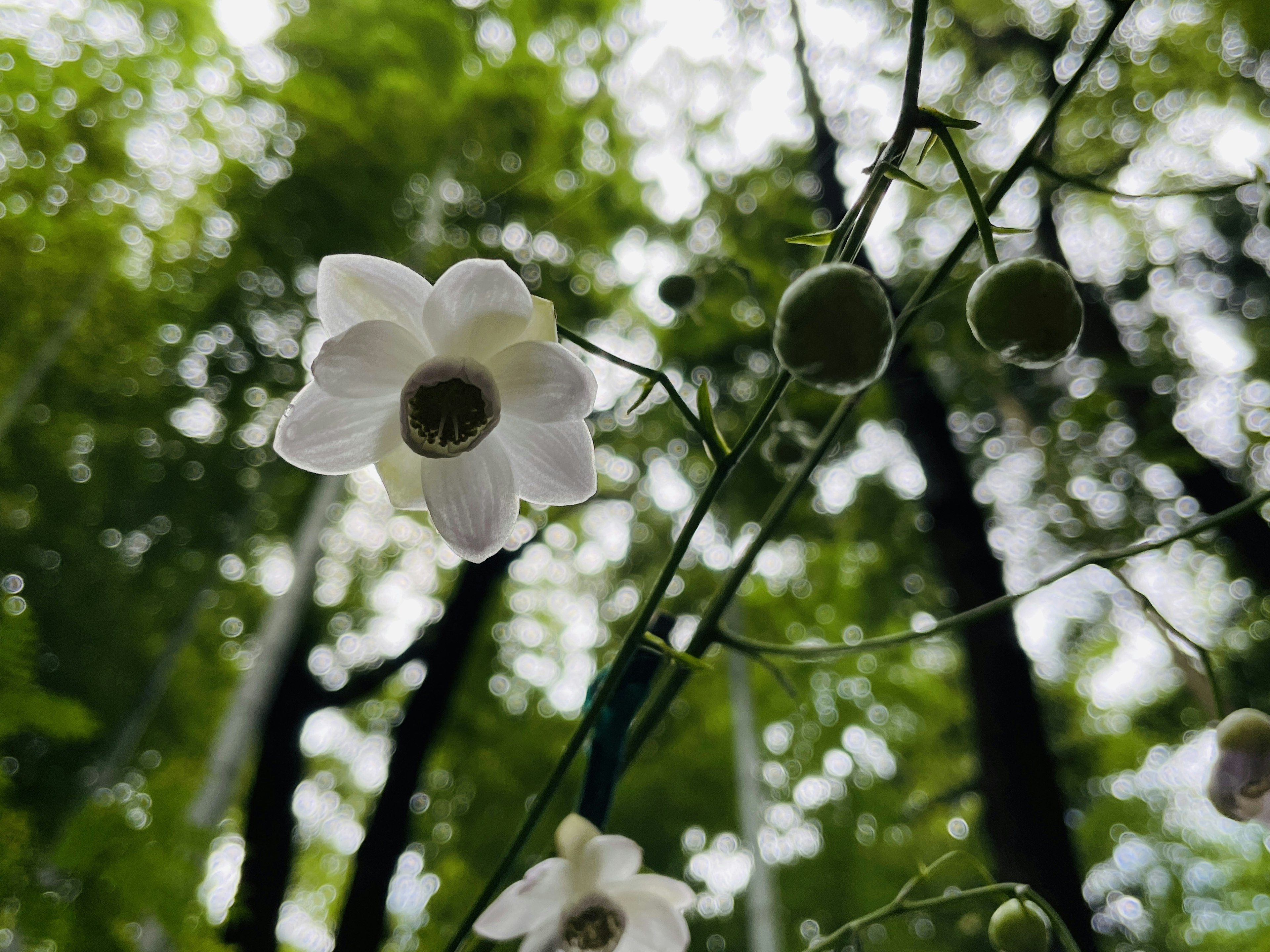 Nahaufnahme einer weißen Blume mit grünen Knospen in einem üppigen Wald