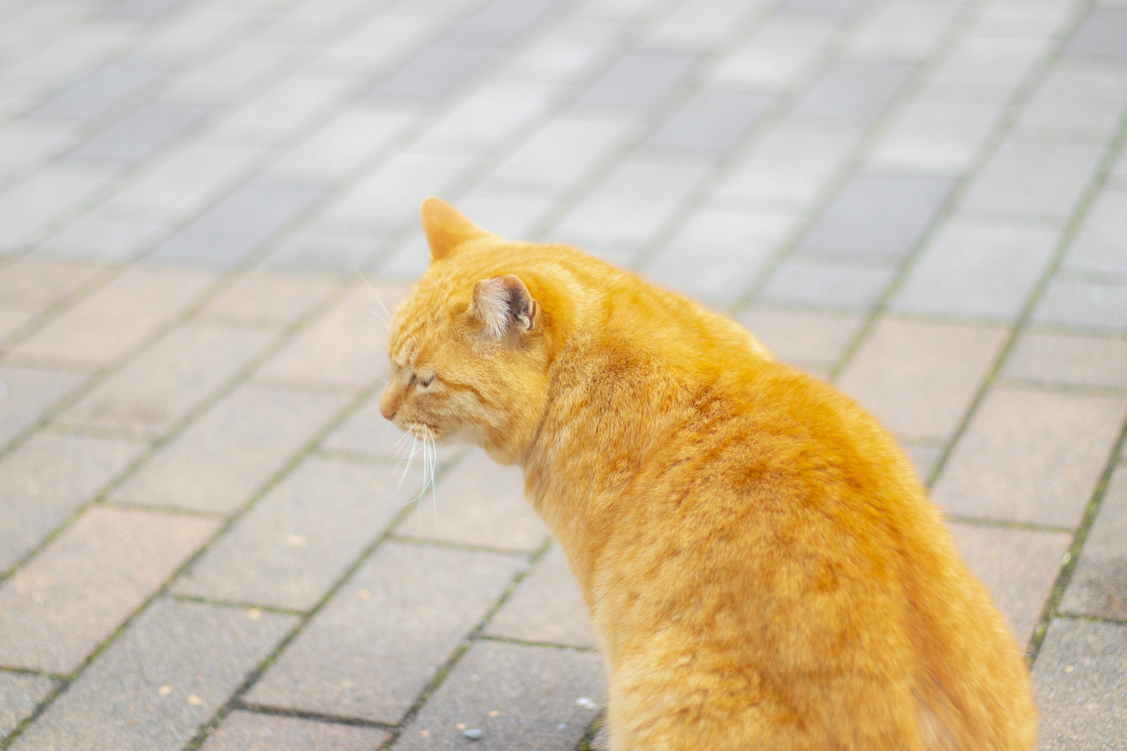 Orange cat sitting on a cobblestone path looking away