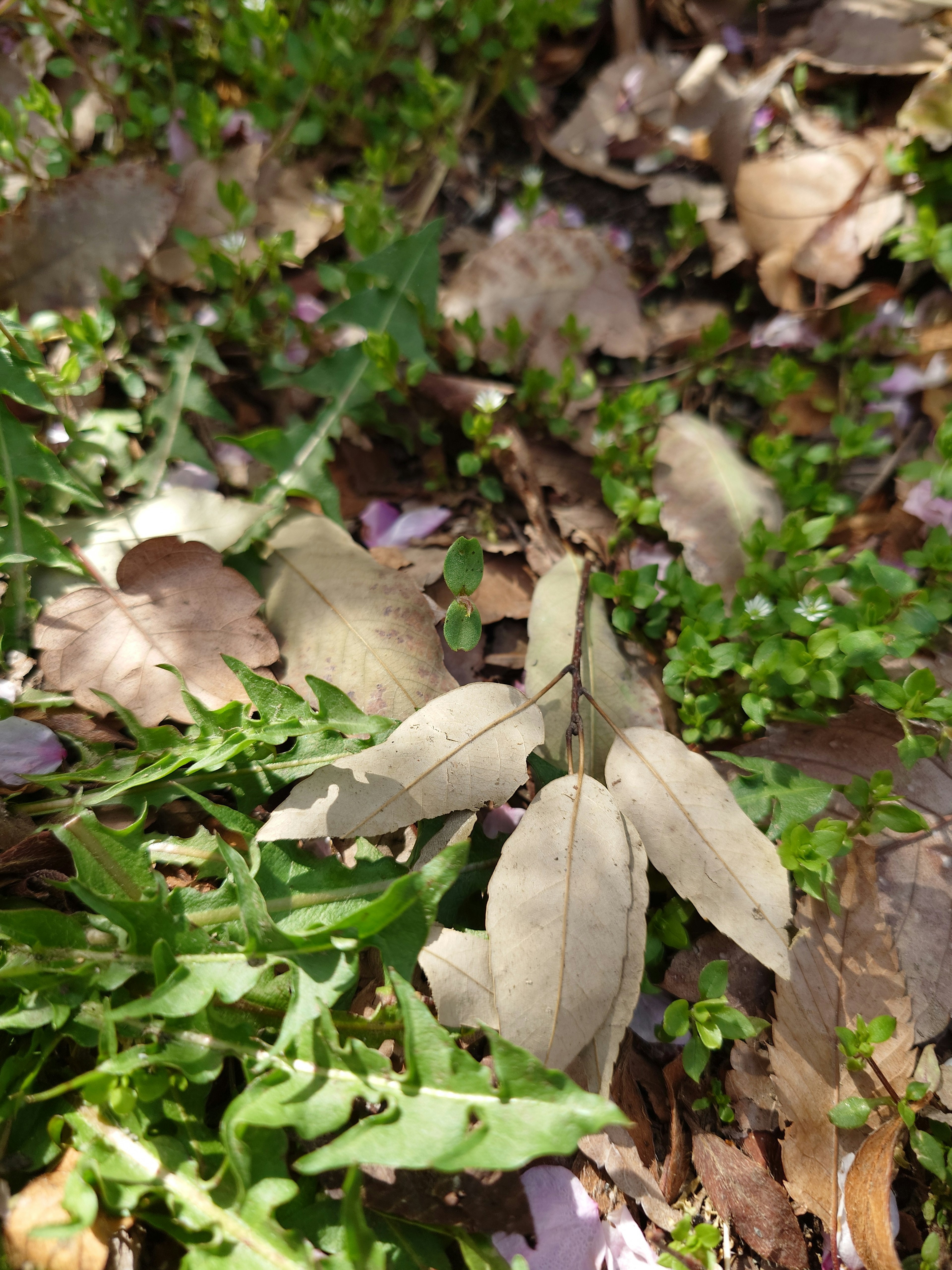 Scène naturelle avec des feuilles vertes et sèches éparpillées sur le sol