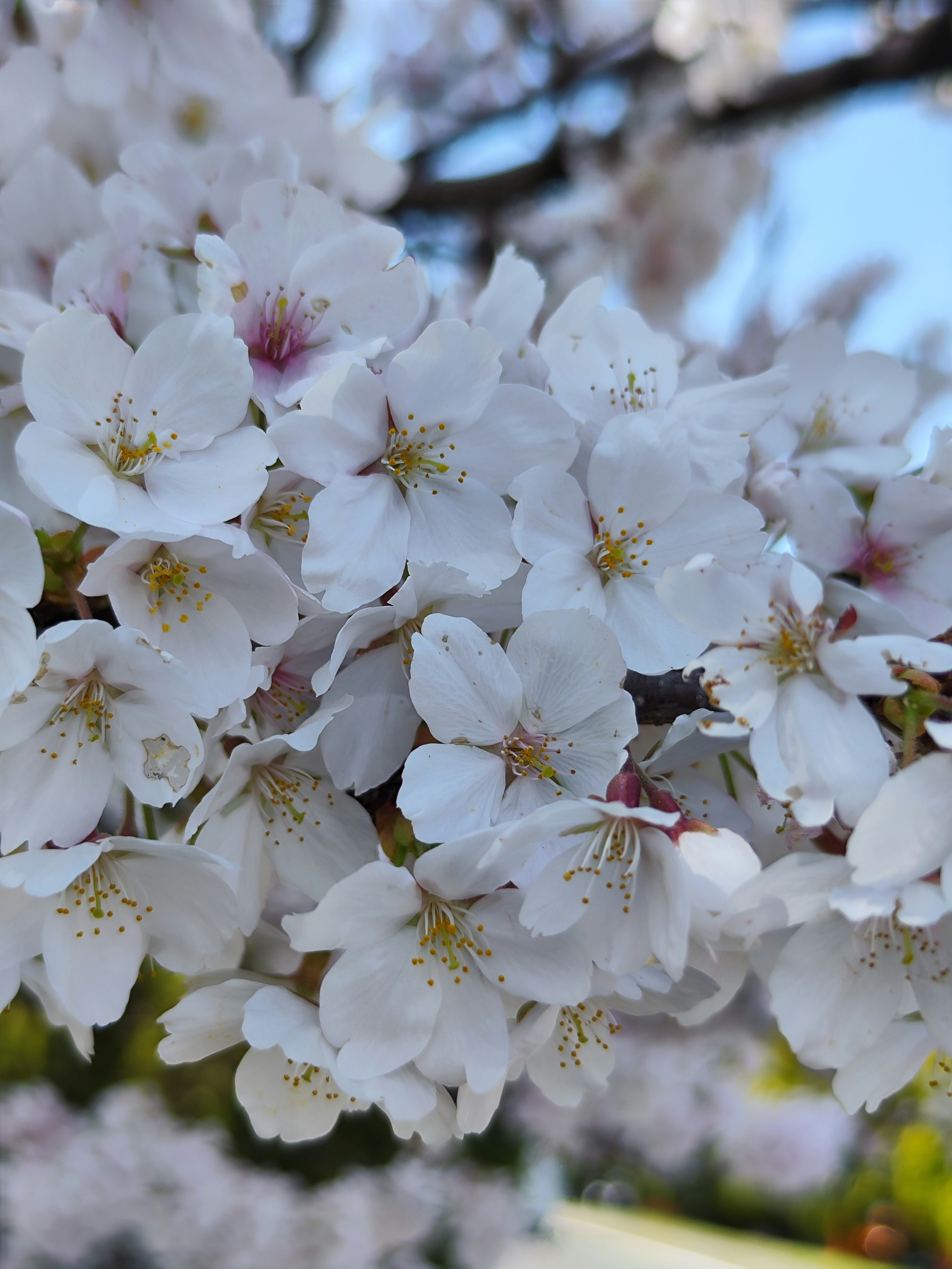 Nahaufnahme von blühenden Kirschblüten zarte weiße Blütenblätter vor blauem Himmel